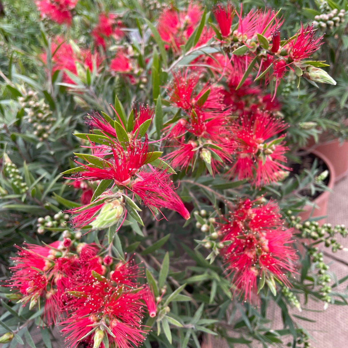Red flower spikes with long, thin petals and green leaves grow on the Callistemon citrinus splendens (Bottle Brush Plant) in a 2L pot. Some stems have unopened buds, with more potted Bottle Brush Plants visible in the background.