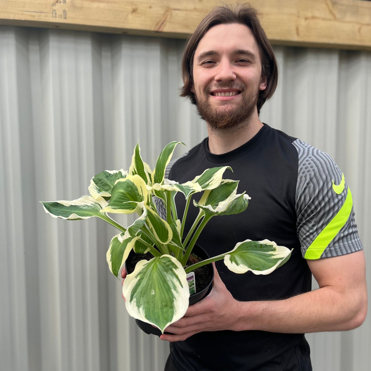 Hosta &#39;Patriot&#39; 2L