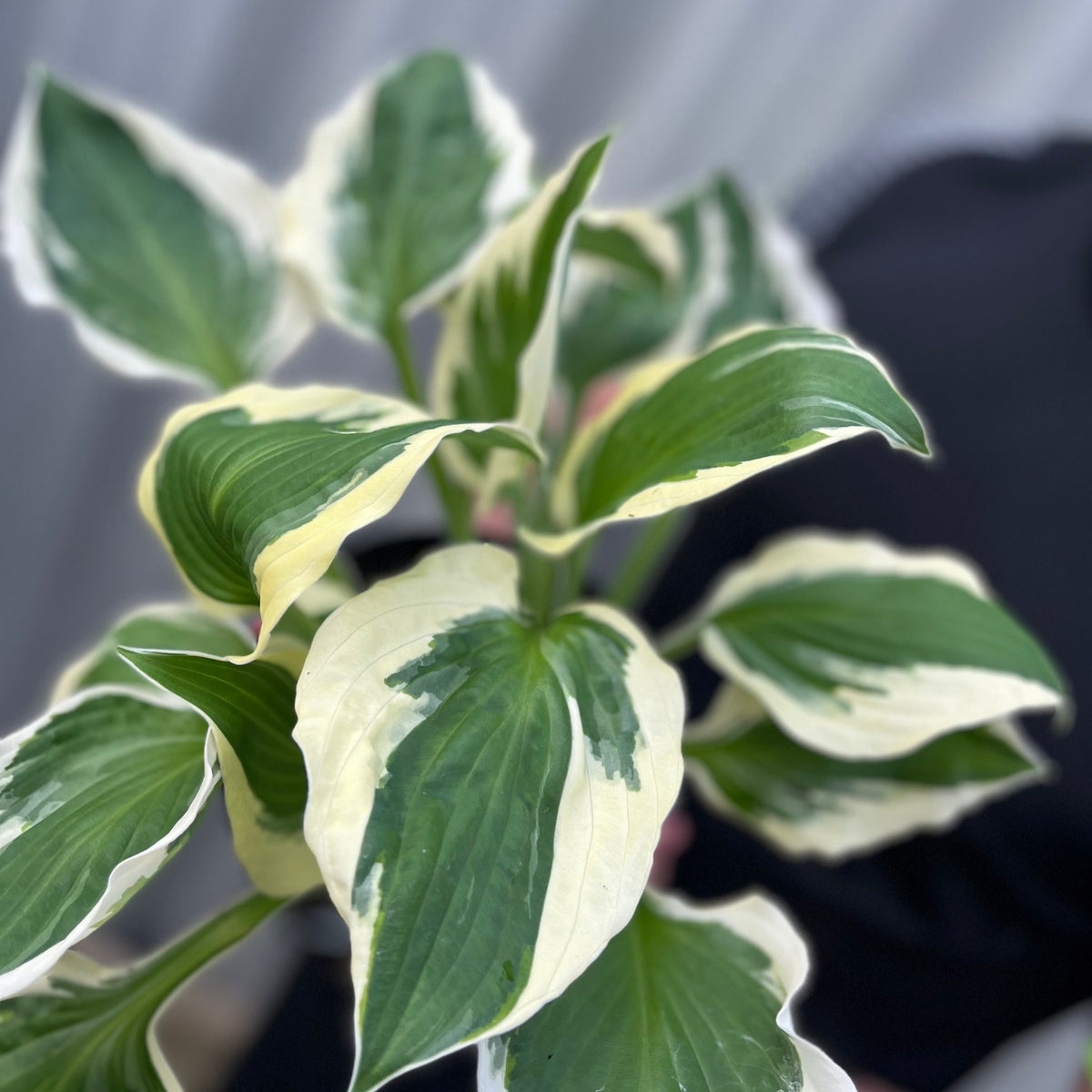 Hosta &#39;Patriot&#39; 2L