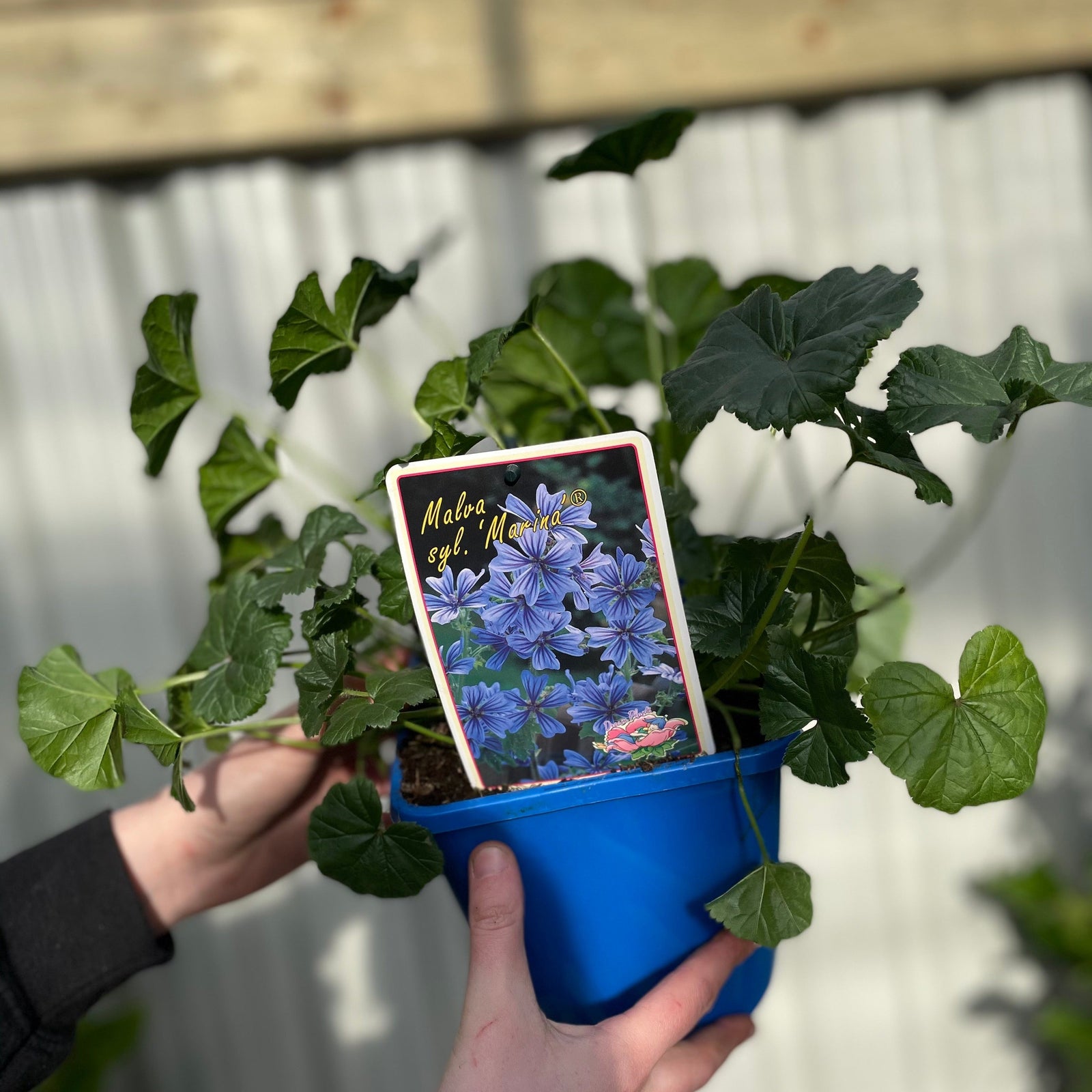 A person holds a blue pot containing Lavatera 'Marina' 3L, a hardy perennial with green leaves. A plant tag is in the soil. The background shows a light-colored wall and wooden slats.