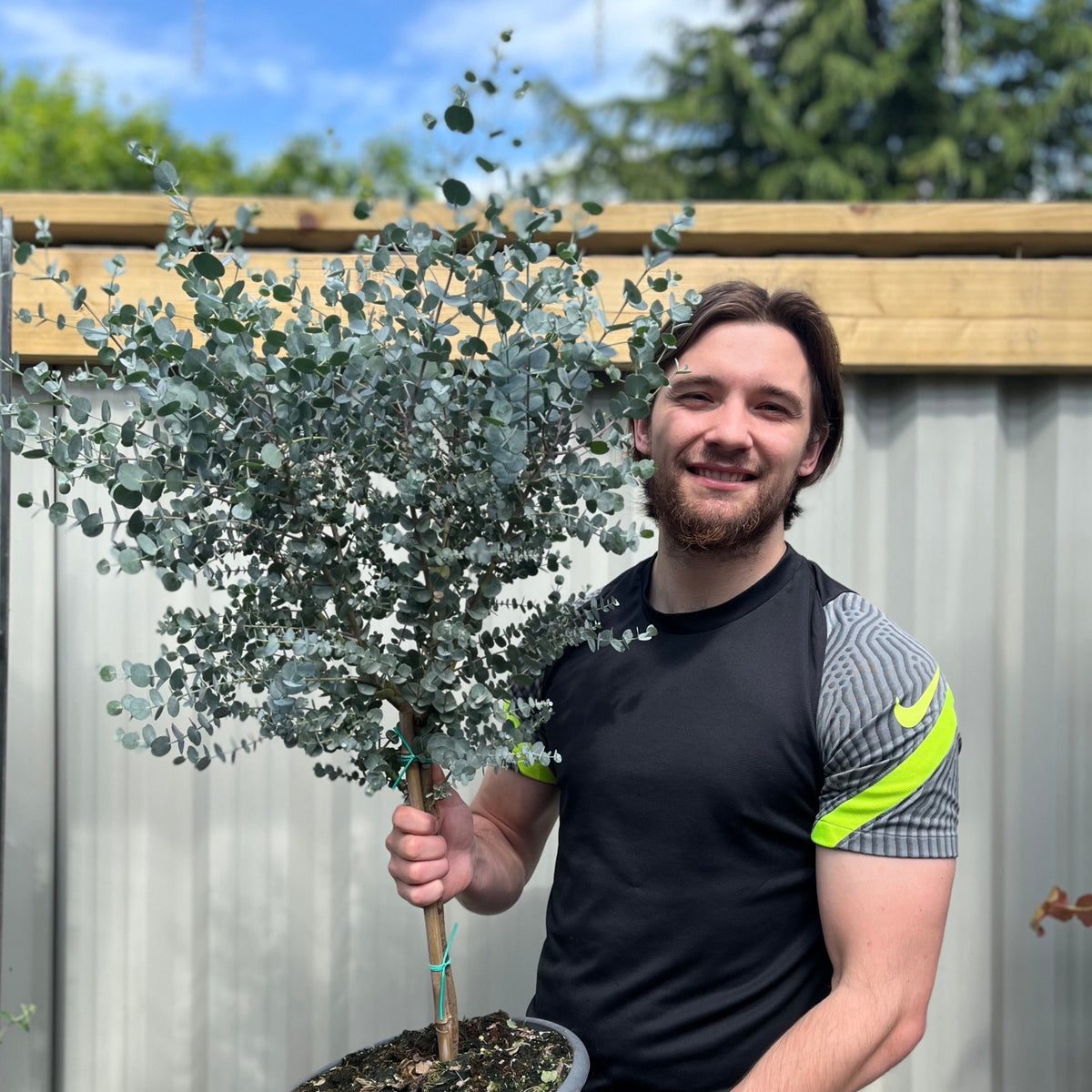 Eucalyptus Tree | Hardy Potted Patio Tree | Eucalyptus Gunnii Azura | 1m