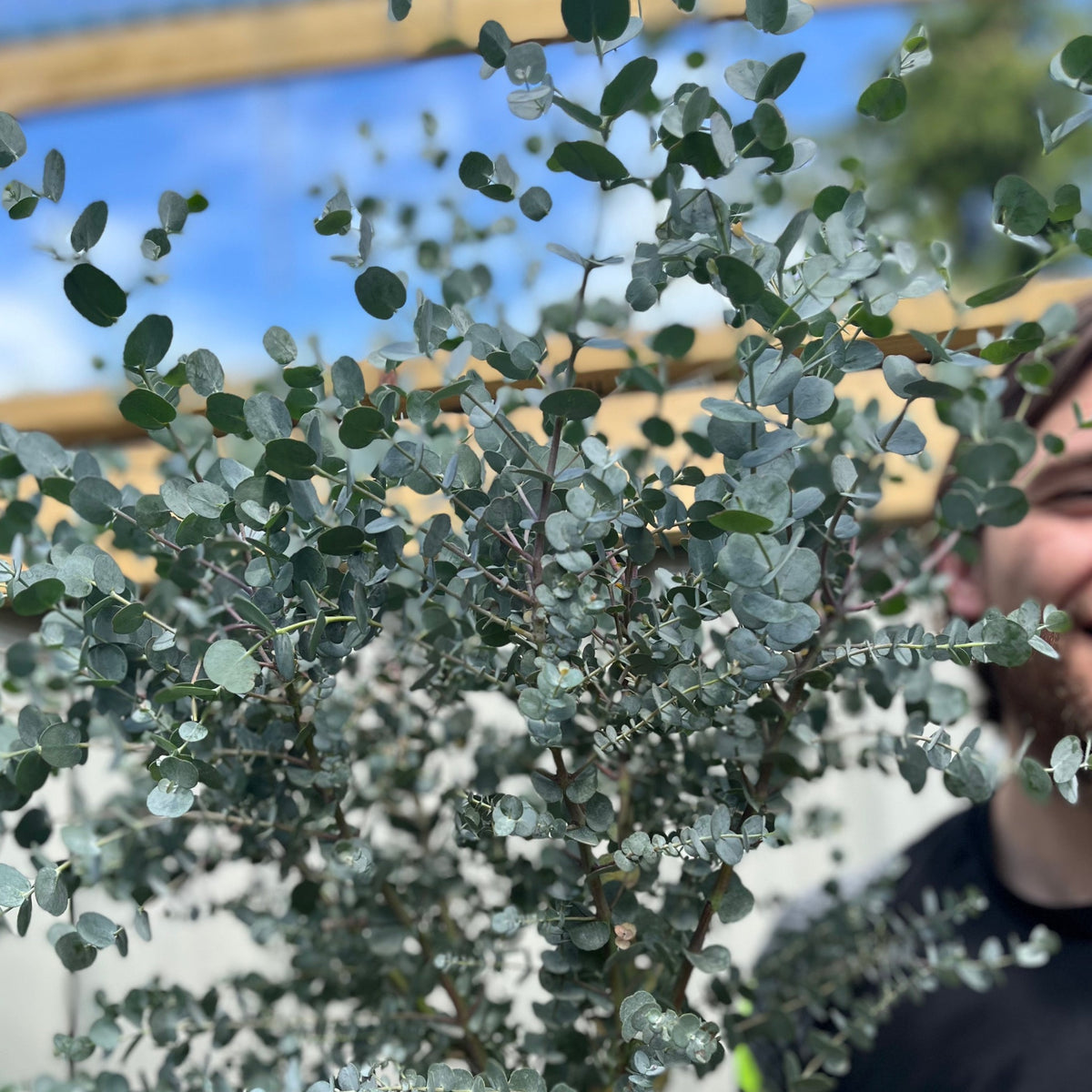 Eucalyptus Tree | Hardy Potted Patio Tree | Eucalyptus Gunnii Azura | 1m
