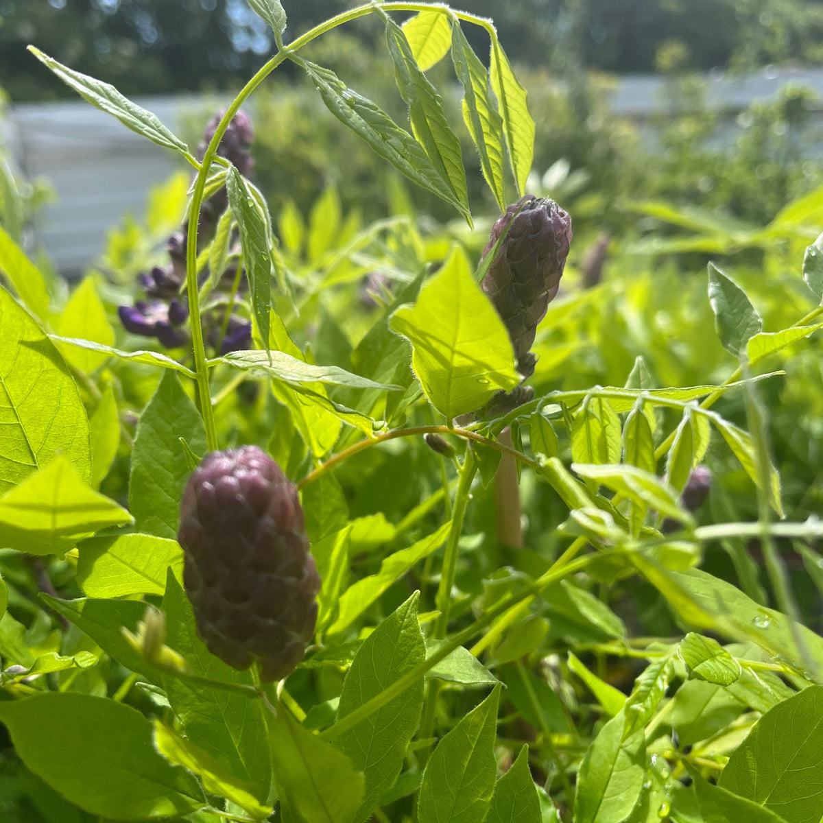 Close-up of green leaves and purple, cone-shaped buds of Wisteria sinensis on Frame &#39;Amethyst Falls&#39; in sunlight, with blurred foliage behind—showcasing this hardy climber that will flower this summer.