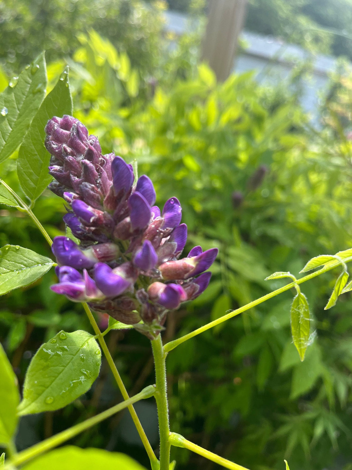 Close-up of Wisteria sinensis on Frame &#39;Amethyst Falls&#39; buds with water droplets, surrounded by green leaves and blurred foliage. Will flower this summer.