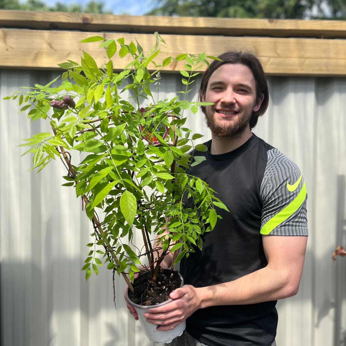 A man holding a Wisteria sinensis on Frame &#39;Amethyst Falls&#39;, renowned for its hardy climbing habit and fragrant blooms, which will flower this summer.
