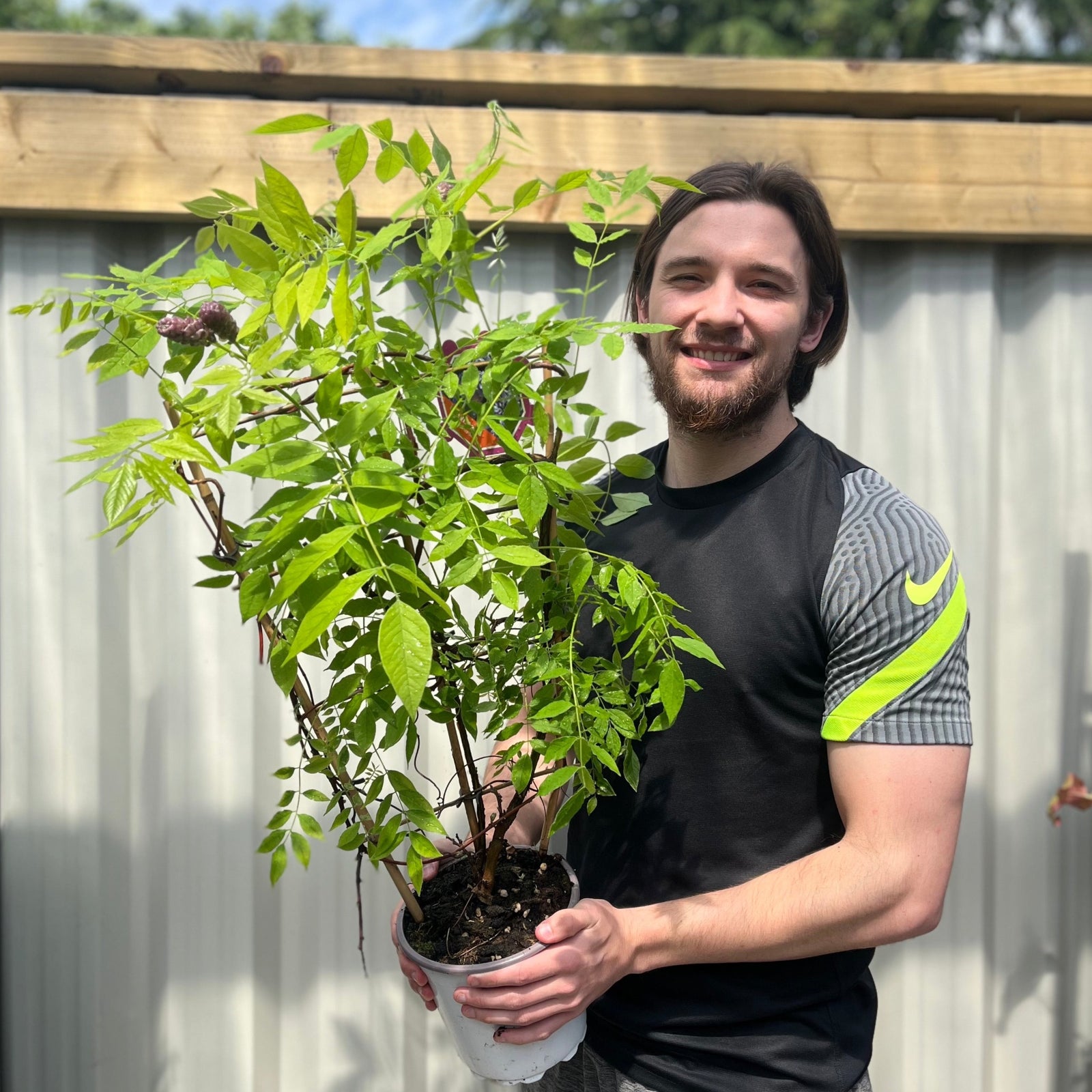 A man holding a Wisteria sinensis on Frame 'Amethyst Falls', renowned for its hardy climbing habit and fragrant blooms, which will flower this summer.