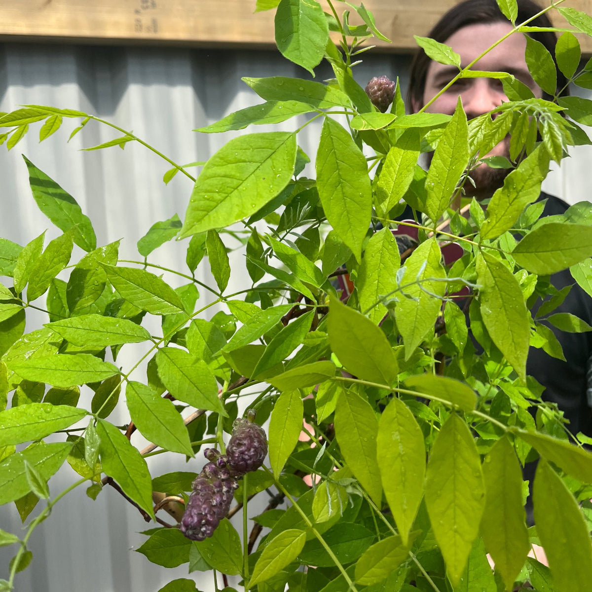 A person stands behind a Wisteria sinensis on Frame &#39;Amethyst Falls&#39;, its foliage partially concealing them. Small purple fruits are visible, with a wooden fence and metal panels in the background. This plant will flower this summer.