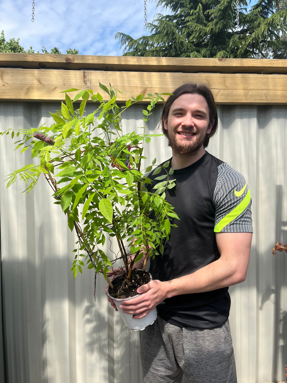 A smiling person with long hair and a beard stands outdoors holding a potted Wisteria sinensis on Frame &#39;Amethyst Falls&#39;—a hardy climber that will flower this summer—with a wooden fence and trees in the background.