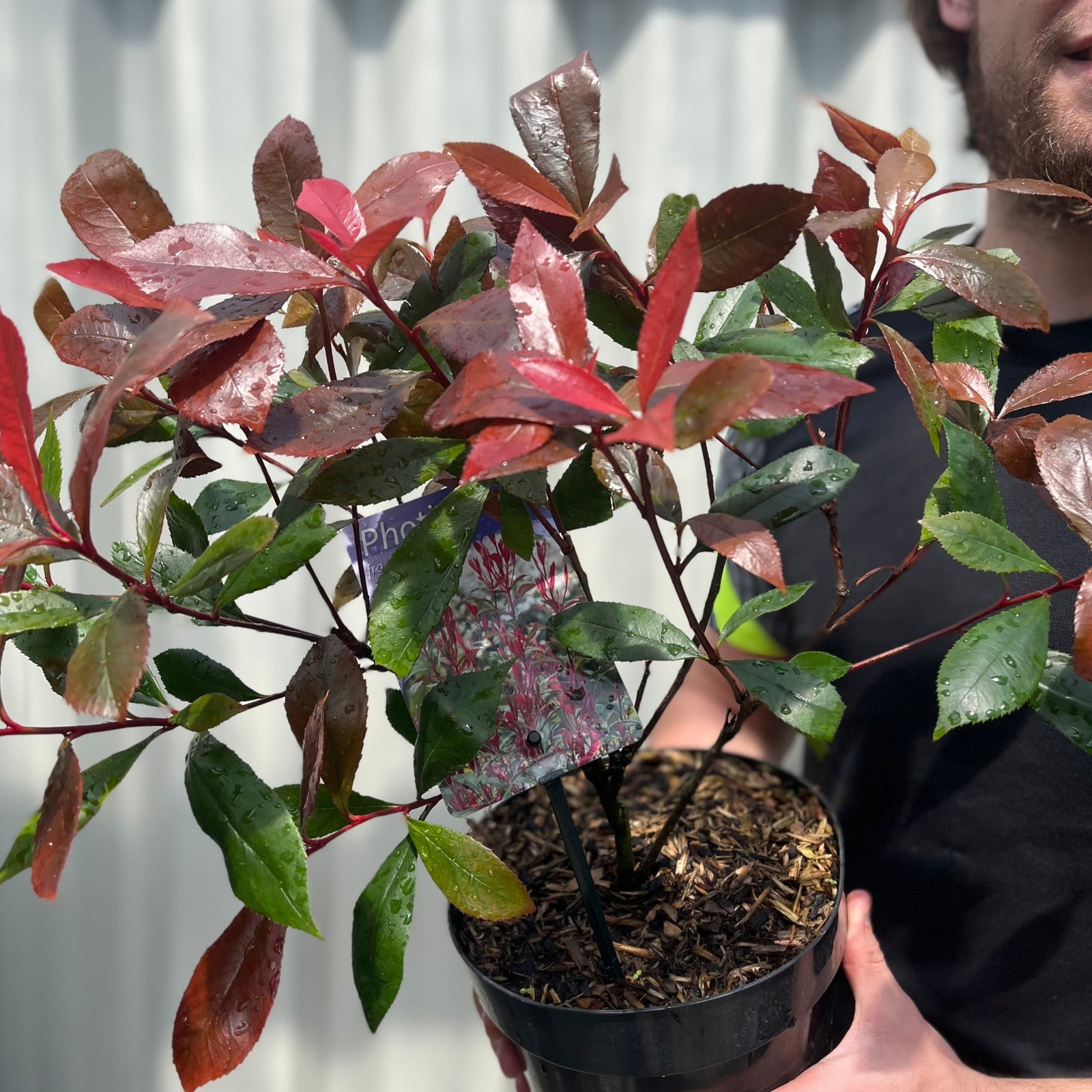 A bearded person with long hair, in a black and gray shirt with a yellow stripe, smiles while holding a potted Photinia 'Carre Rouge' 9cm/2L shrub with green and red leaves, standing outdoors in sunlight near a fence.