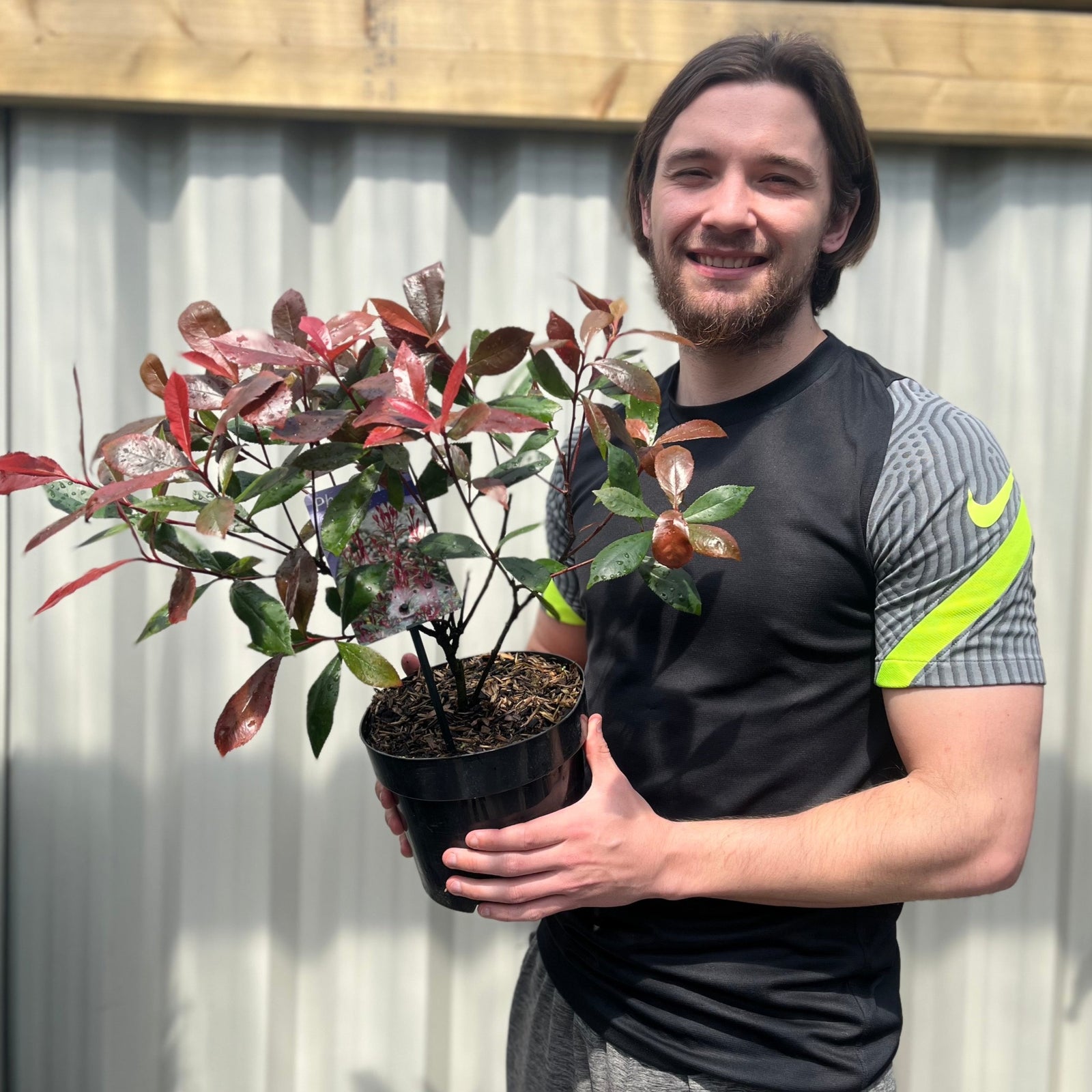 A bearded person with long hair, in a black and gray shirt with a yellow stripe, smiles while holding a potted Photinia 'Carre Rouge' 9cm/2L shrub with green and red leaves, standing outdoors in sunlight near a fence.