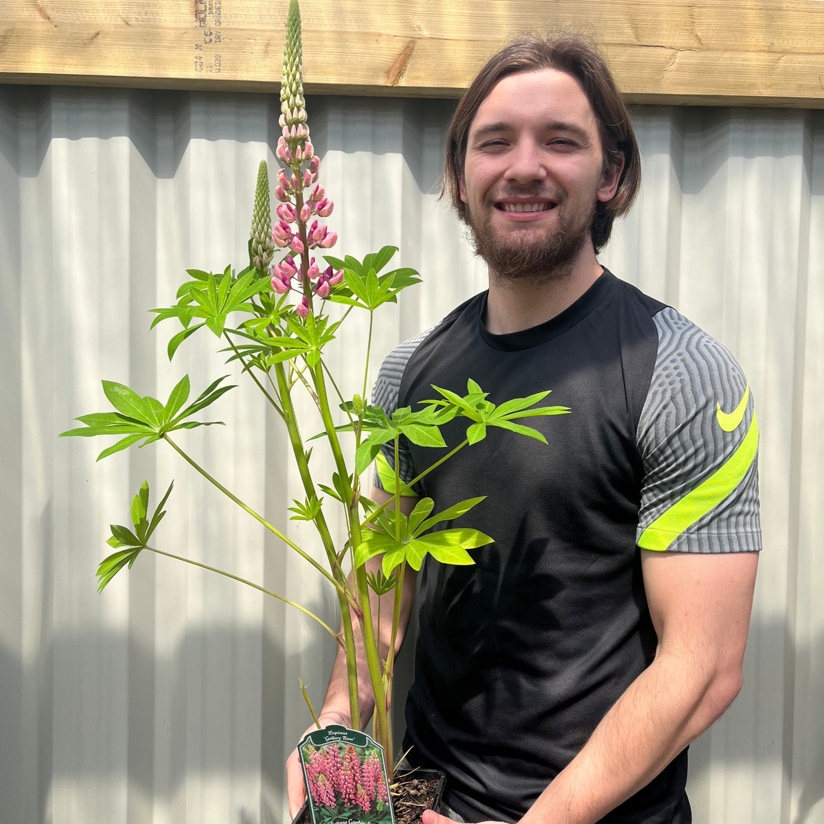 A smiling man with long hair and a beard, in a black and gray sports shirt, stands outdoors holding a Lupin Gallery Rose 2L perennial in front of a corrugated metal wall and wooden fence.