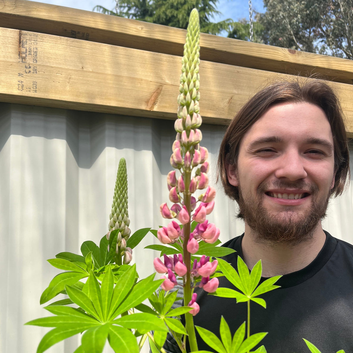 A bearded man smiles outside beside tall Lupin Gallery Rose 2L perennials with lush green leaves, set against a wooden structure and corrugated metal wall, creating a charming cottage garden vibe.