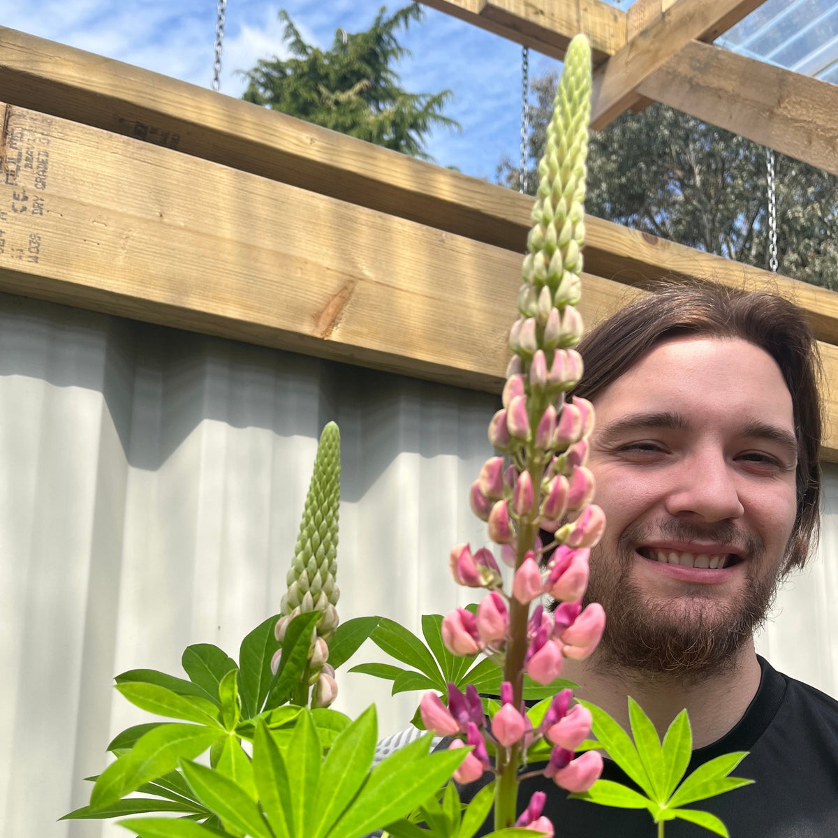 A bearded person with long brown hair smiles beside tall Lupin Gallery Rose 2L flowers in a sunny outdoor space, featuring a wooden pergola and a corrugated metal wall in the background.