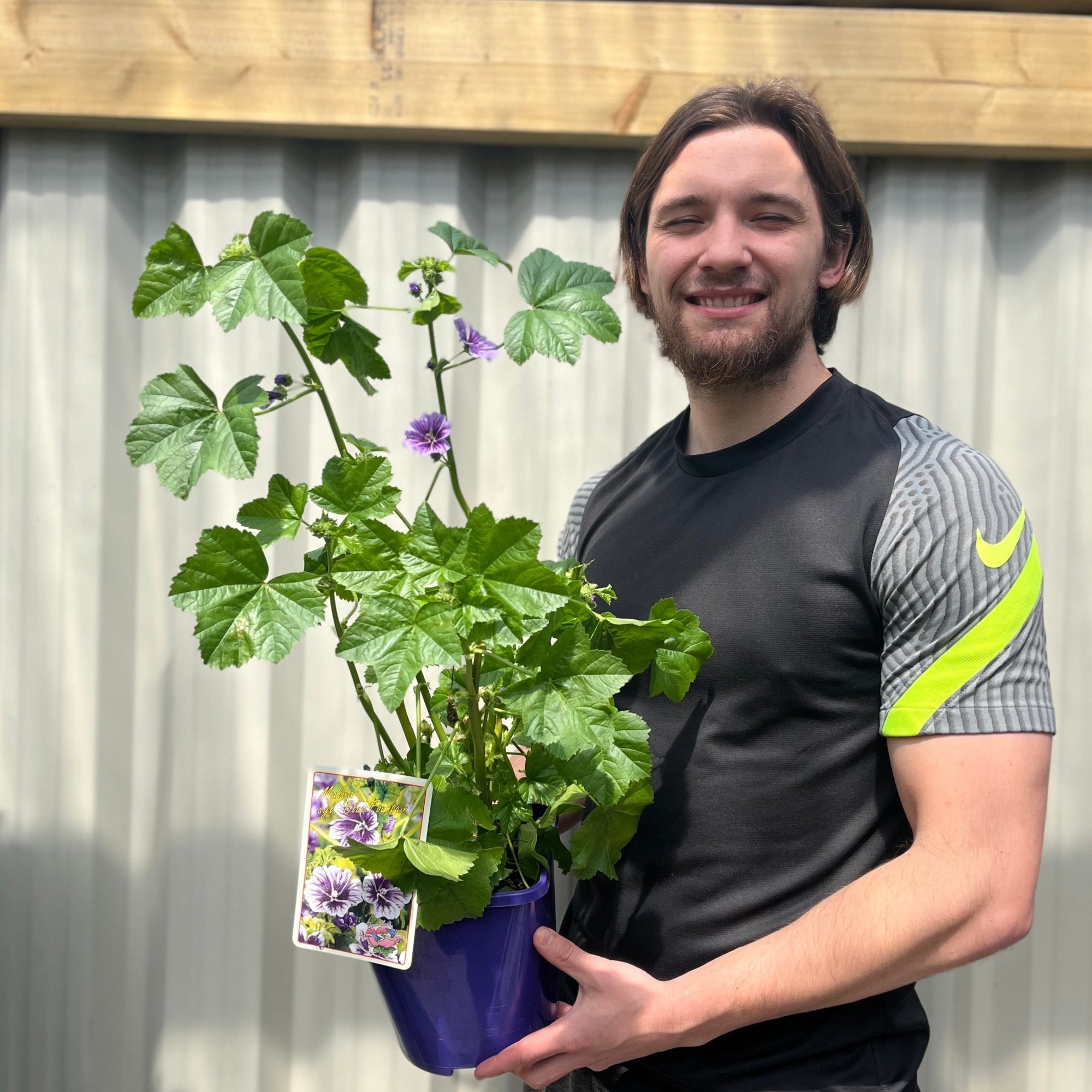 Malva syl. 'Blue Fountain' 3L