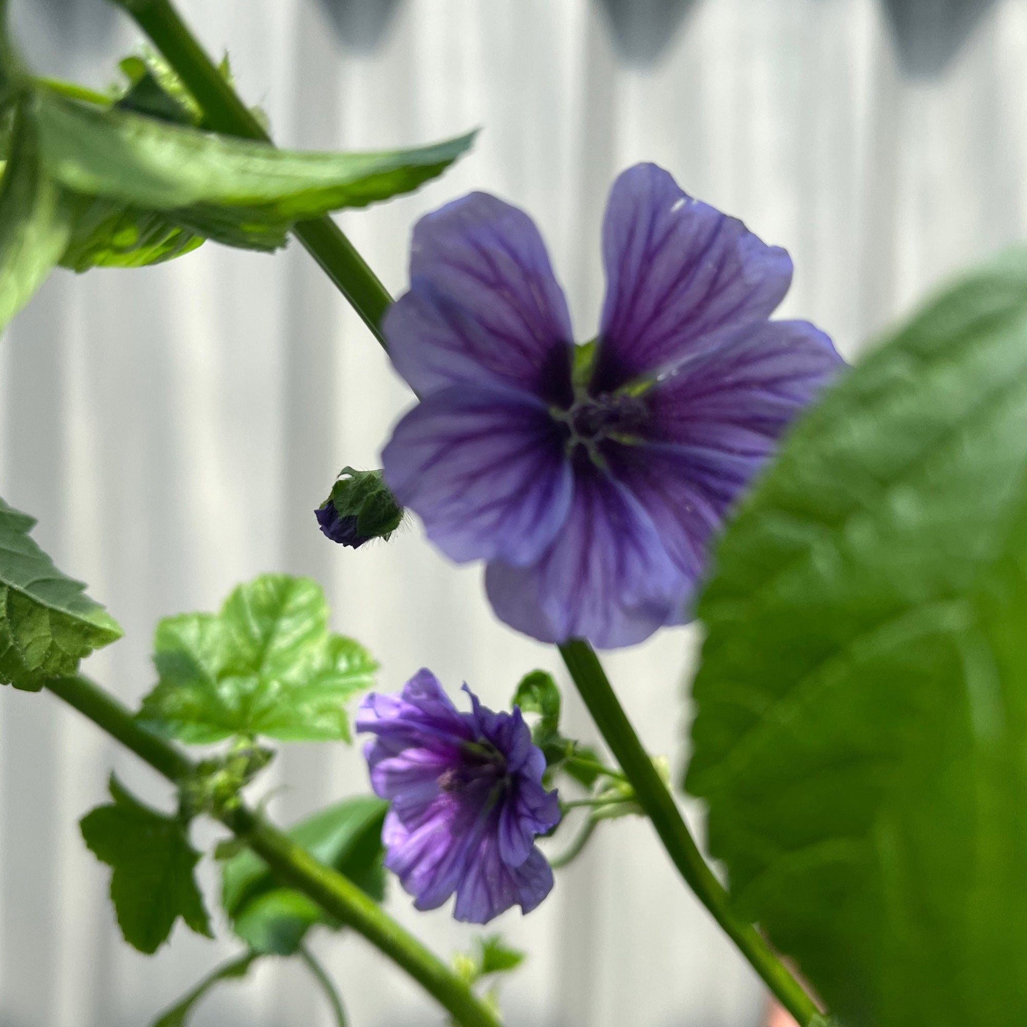 Malva syl. 'Blue Fountain' 3L