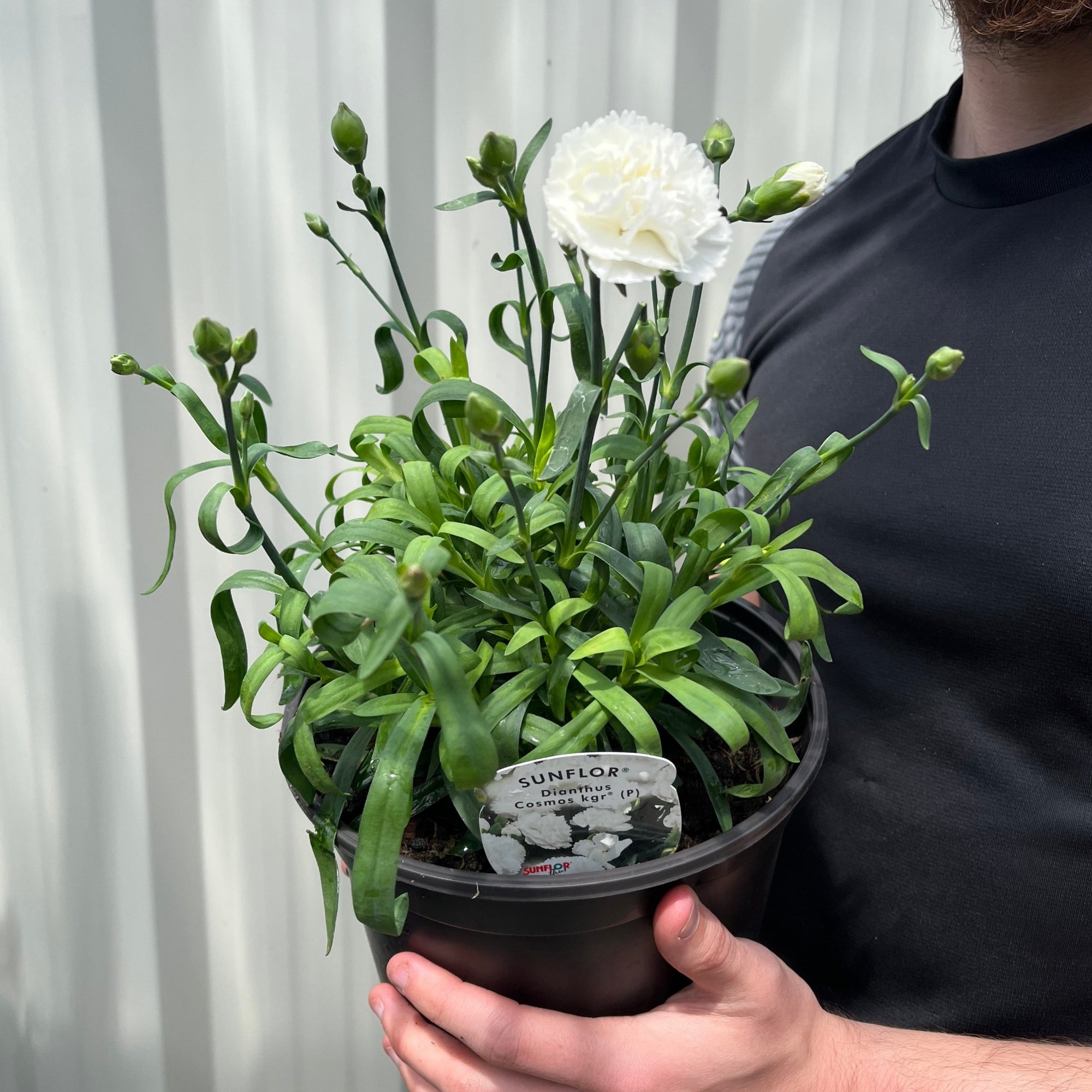 Dianthus (Sunflor Cosmos) | White Dianthus 3L