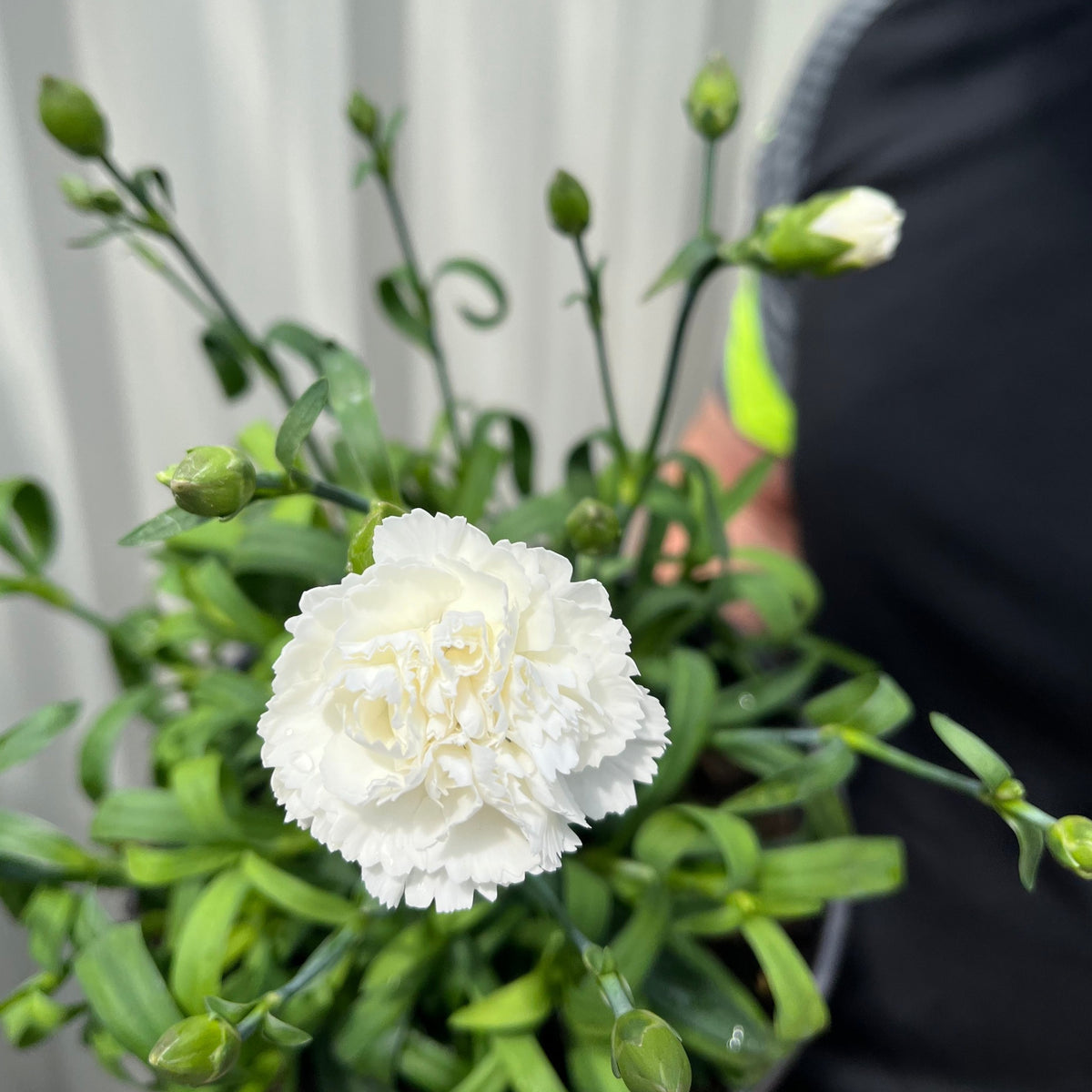 Dianthus (Sunflor Cosmos) | White Dianthus 3L