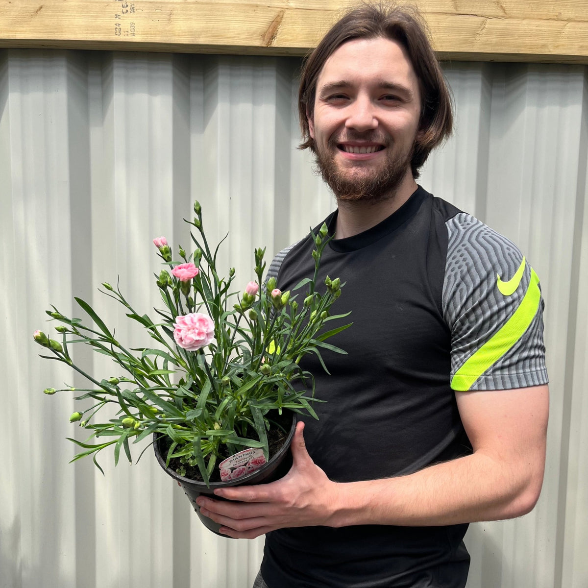 A smiling man with medium-length brown hair and a beard holds a Dianthus (Sunflor Orenoco) | Pink Dianthus 3L in front of a corrugated metal wall, wearing a black sports shirt with a yellow stripe on the sleeve.
