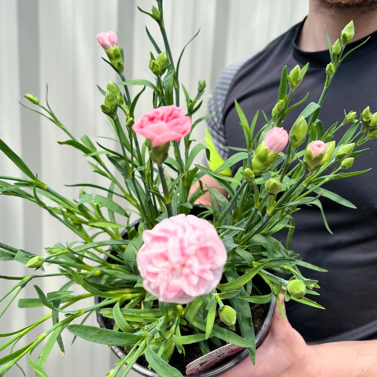 A person in a black shirt holds a 3L Pink Dianthus (Sunflor Orenoco) with green leaves and clusters of light pink flowers. The background is a light, corrugated surface.