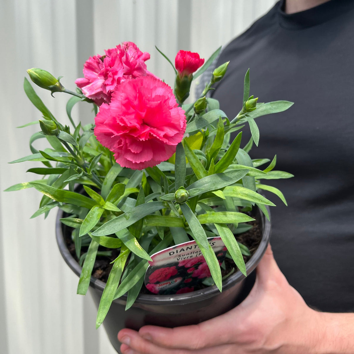 A person in a black shirt holds a Dianthus (Sunflor Vivre) | Pink Dianthus 3L, featuring bright pink flowers and green leaves, against a light-colored, vertically striped wall.