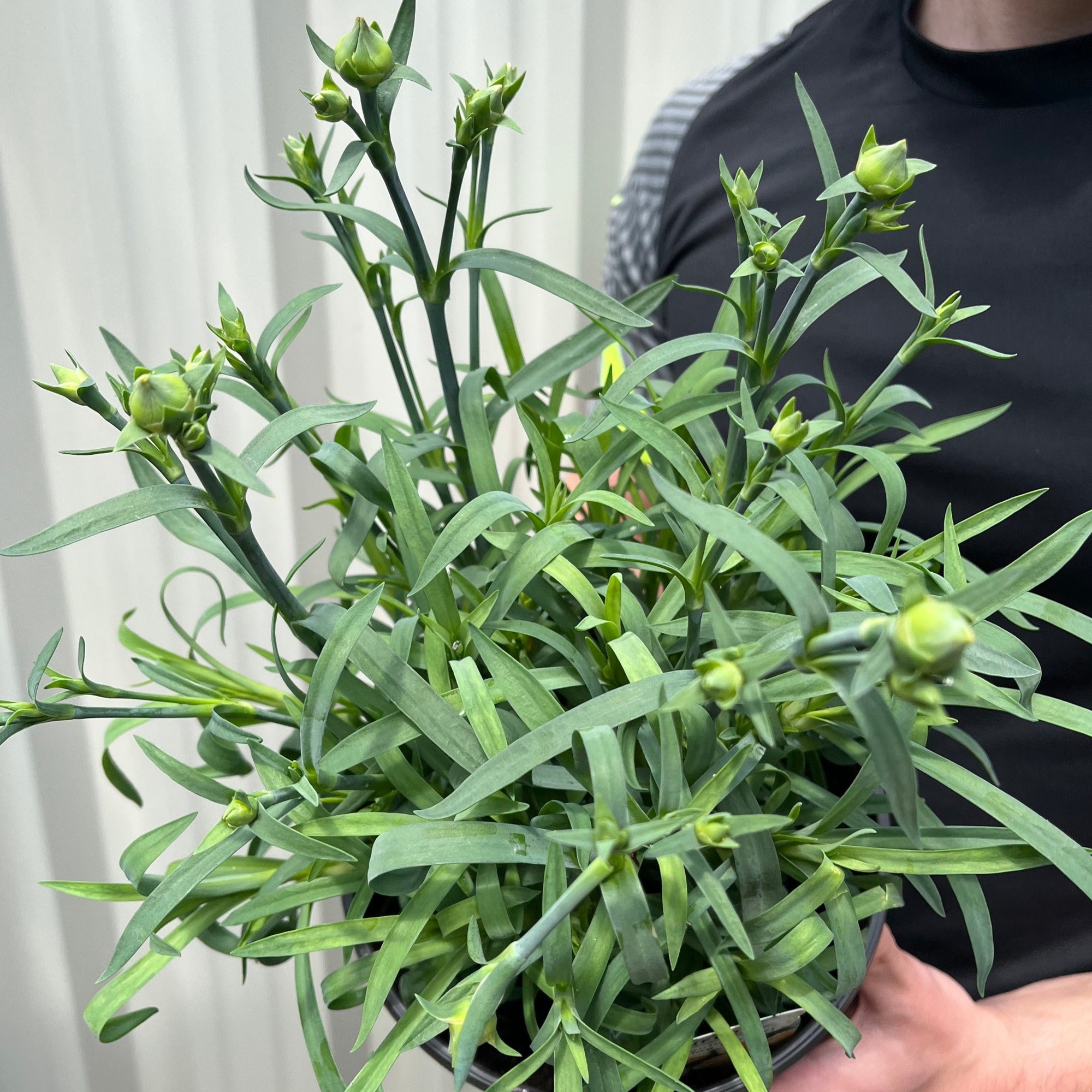 Dianthus "Sunflor Bling Bling Yellow" 3L