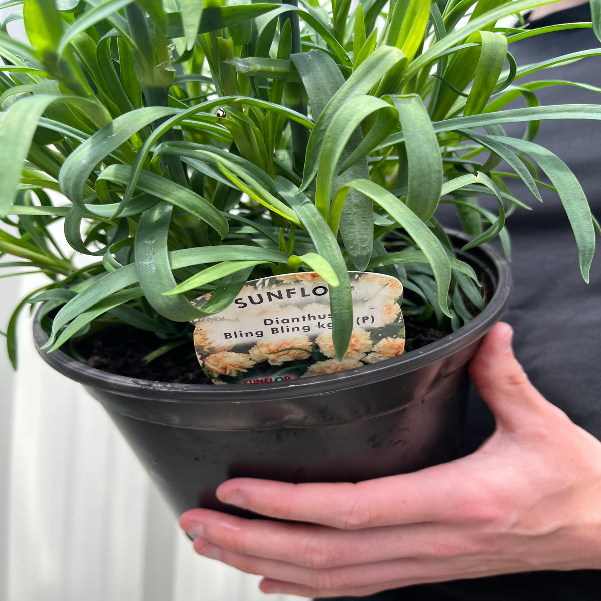 Dianthus &quot;Sunflor Bling Bling Yellow&quot; 3L