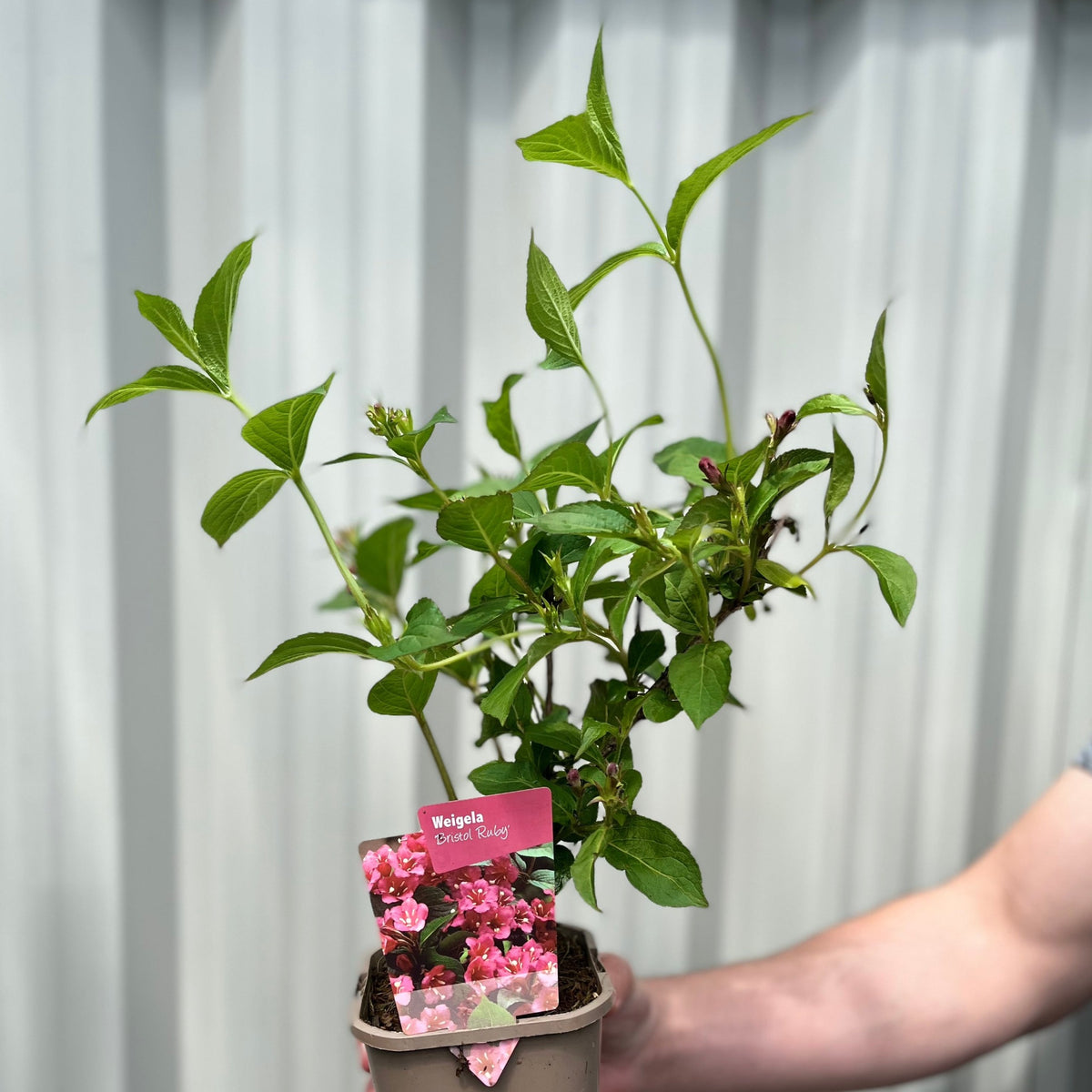 A person holds a potted Weigela Florida &#39;Bristol Ruby&#39;, a deciduous shrub with green leaves and a label displaying deep red blooms, in front of a light-colored corrugated background.