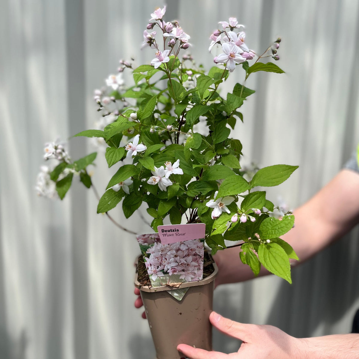 A person holds a potted Deutzia &#39;Mont Rose&#39; 1L/2L, a charming shrub with green leaves and clusters of pink flowers. A tag displaying the plant’s name and a photo of the flowers is attached to the pot.