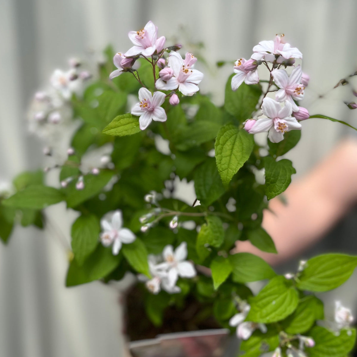 A close-up of Deutzia &#39;Mont Rose&#39; 1L / 2L, an elegant shrub with clusters of white and pale pink flowers, set against a softly blurred background. A person&#39;s arm is visible in the background holding the plant.
