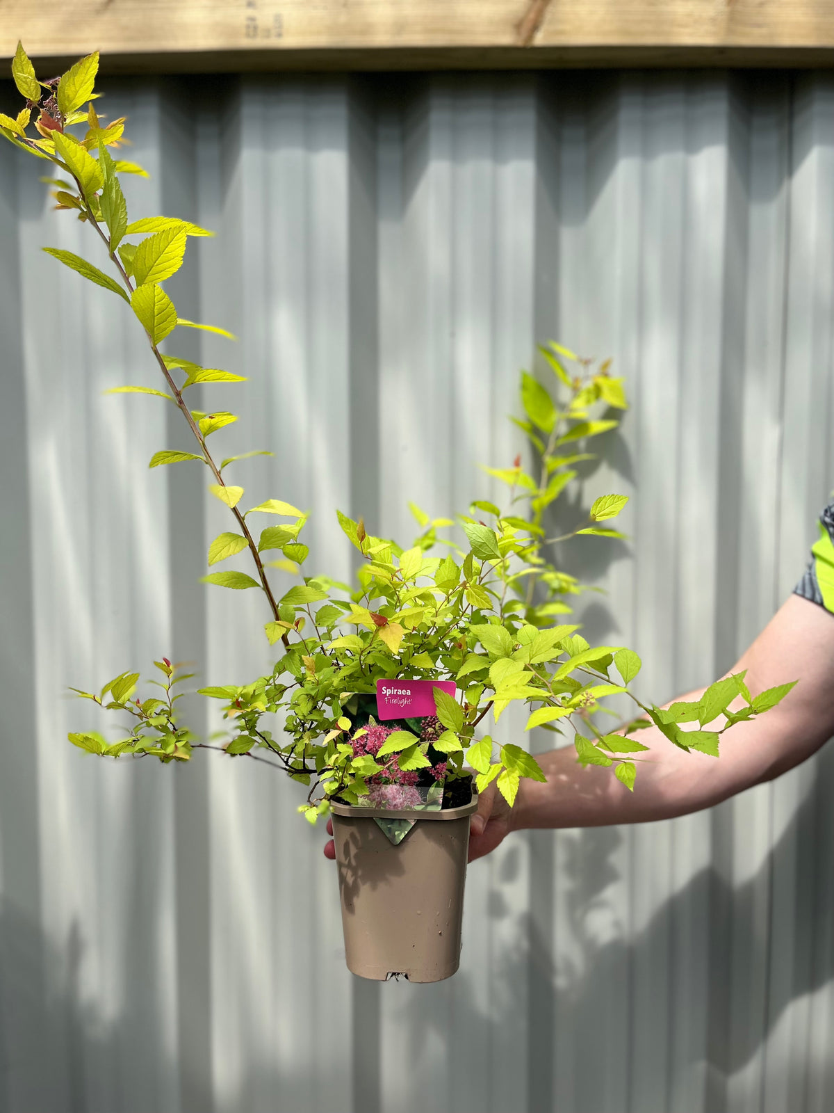 Spiraea japonica &#39;Firelight&#39; 9cm / 1L / 2L