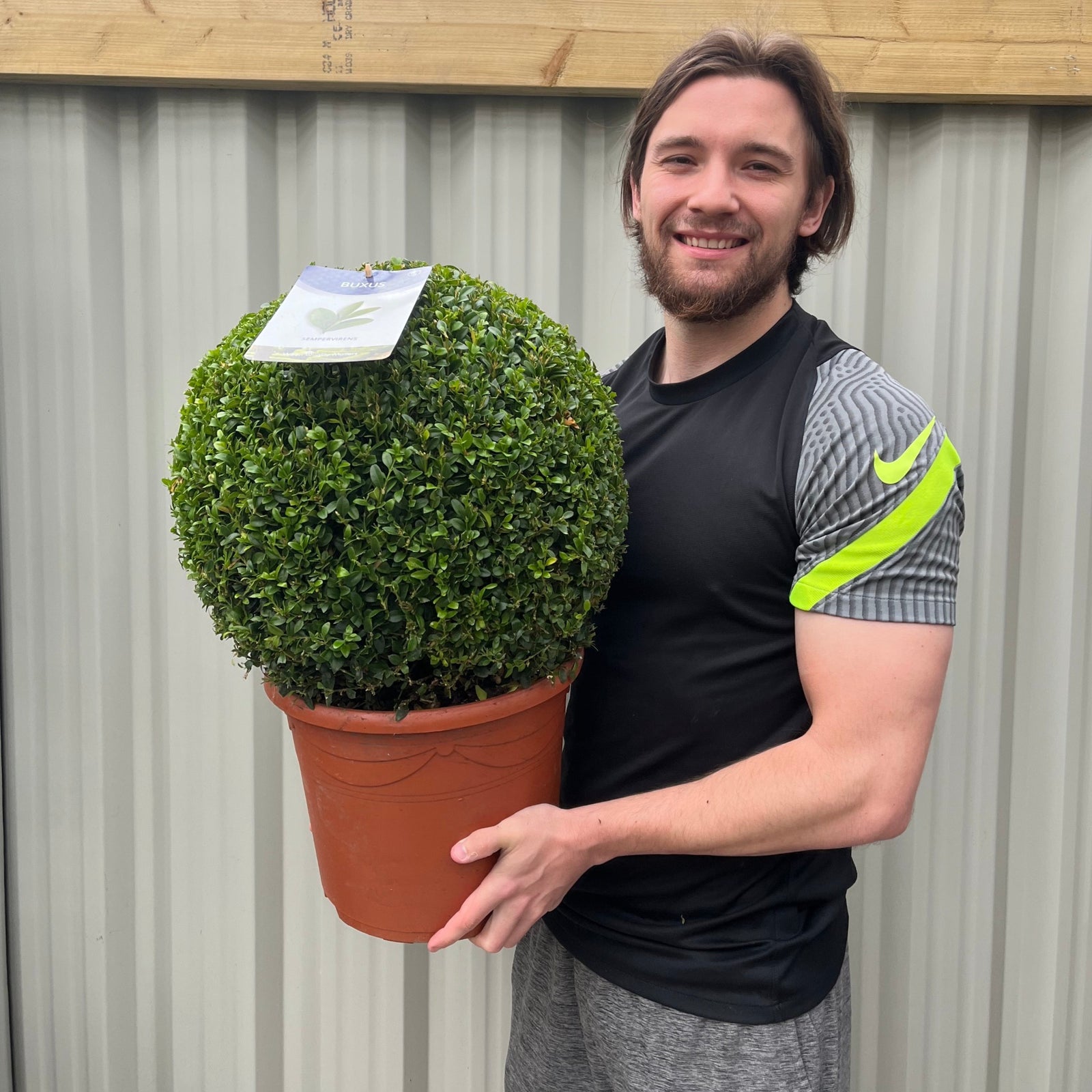A man with long brown hair and a beard smiles while holding a Buxus/Topiary Ball (Buxus sempervirens) with a plant tag. He stands before a corrugated metal wall, showcasing this beautiful evergreen plant.