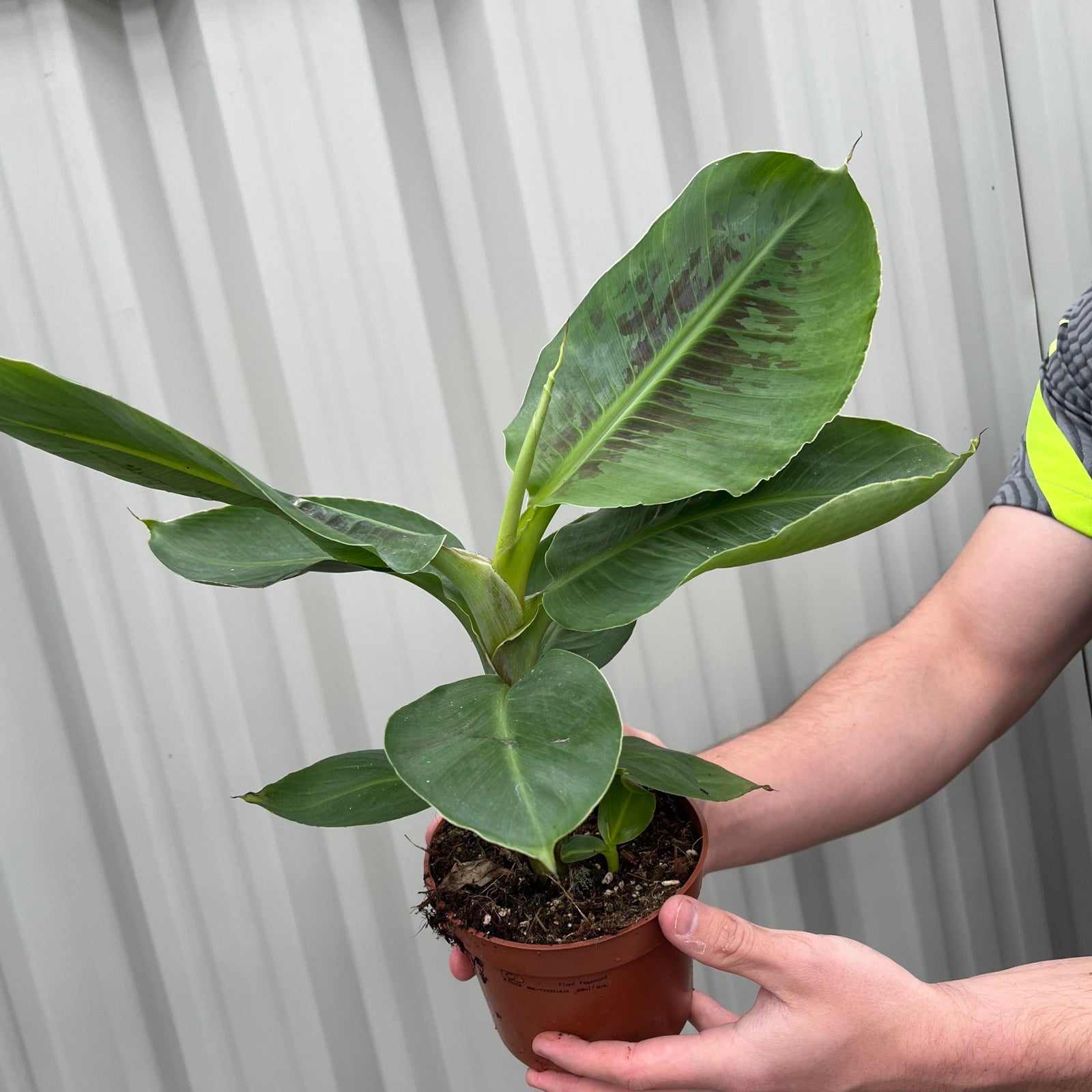 A smiling person with long brown hair and a beard, in a black and gray sports shirt with neon accents, stands outdoors holding a small potted Musa Tropicana (Banana Plant) with broad green leaves. A metal wall and wooden beam are behind.