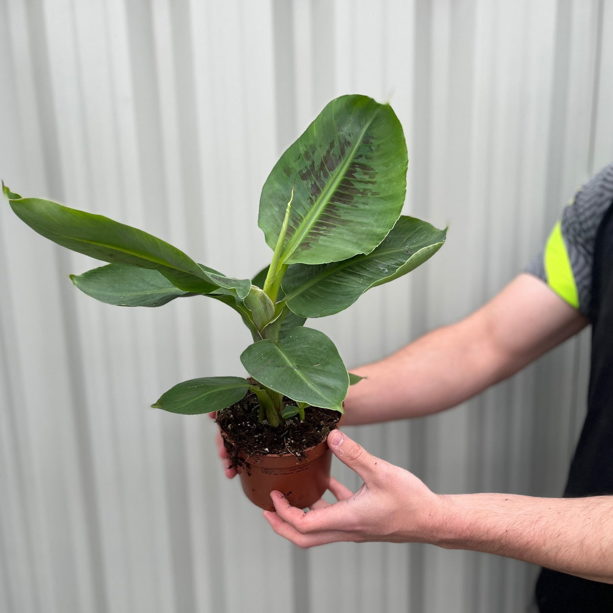 A person holds a small potted Musa Tropicana (Banana Plant), known for its rapid growth and broad green leaves, standing before a light-colored corrugated metal wall.