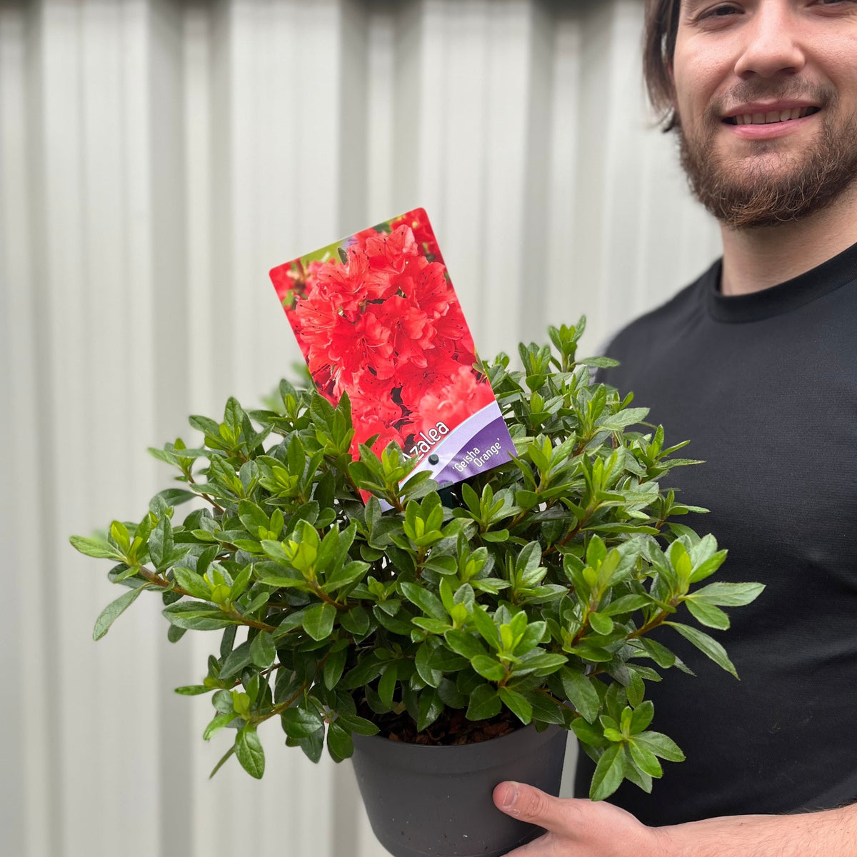 A person in a black shirt holds an Azalea &#39;Geisha Orange&#39; 1L-3L with lush green leaves and a label showing vibrant red flowers; a corrugated metal wall is in the background.