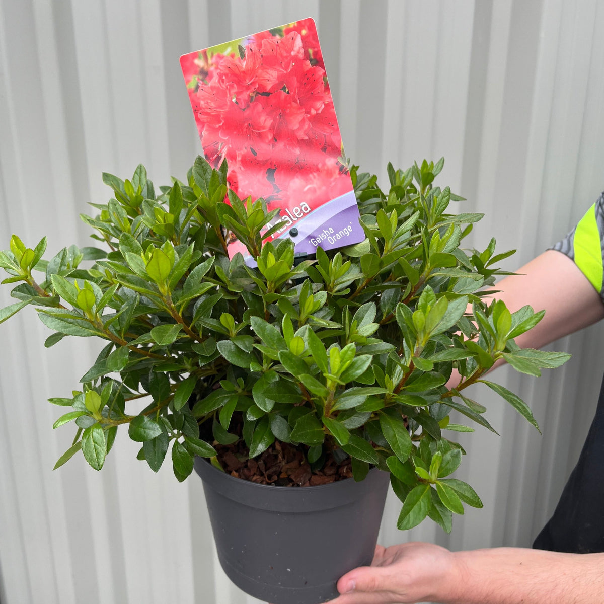A person holds an Azalea &#39;Geisha Orange&#39; 1L-3L potted plant with vibrant orange flowers and a plant info tag, set against a light gray corrugated background.
