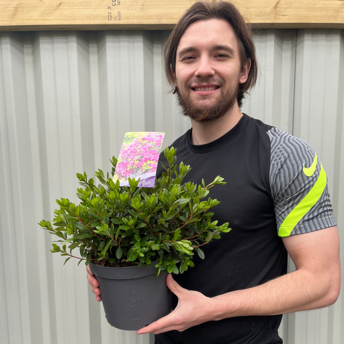 A man holding an Azalea &#39;Geisha Purple&#39; 3L pot, perfect for garden displays or adding vibrant color to your home décor.