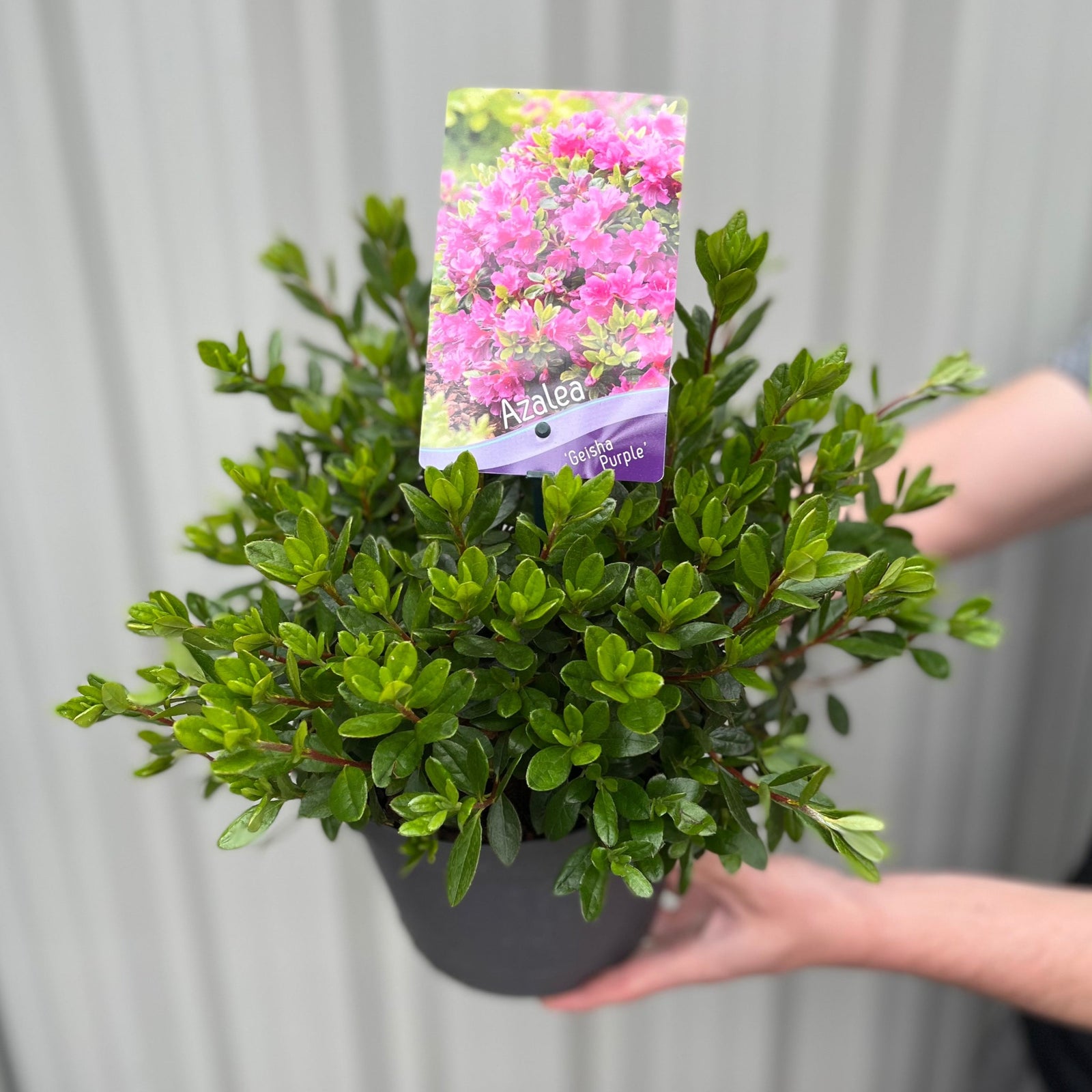 A person holds a potted Azalea 'Geisha Purple' 3L with lush green leaves and a tag showing pink blooms and "Azalea." This popular evergreen shrub brightens gardens. The background features a blurred, light-colored surface.