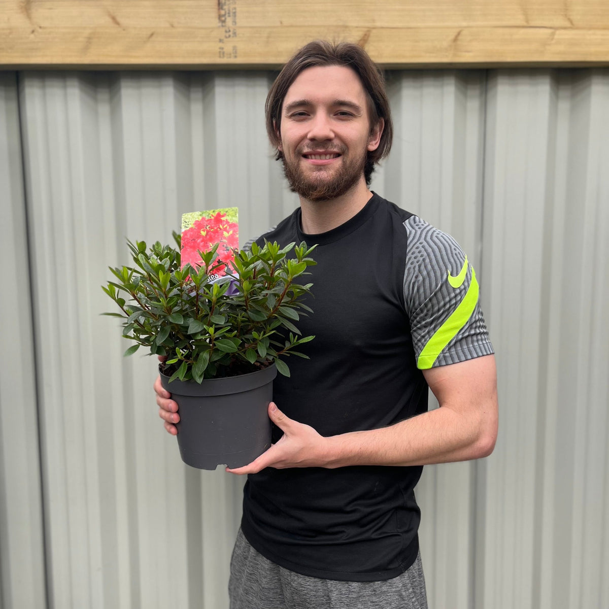 A man holds a potted Azalea &#39;Arabesk&#39;, ready to add its vibrant blooms to his garden.