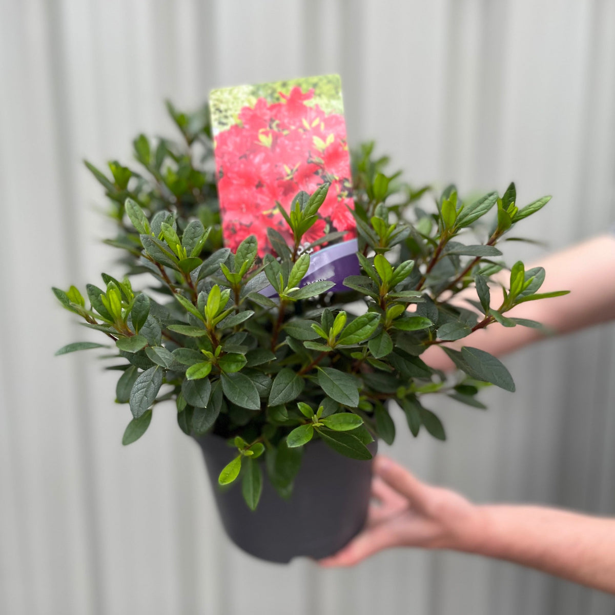 A person holds a potted Azalea &#39;Arabesk&#39; with green leaves. A colorful tag showing bright red Azalea &#39;Arabesk&#39; flowers is in the pot, ideal for garden displays. The neutral background features vertical lines.