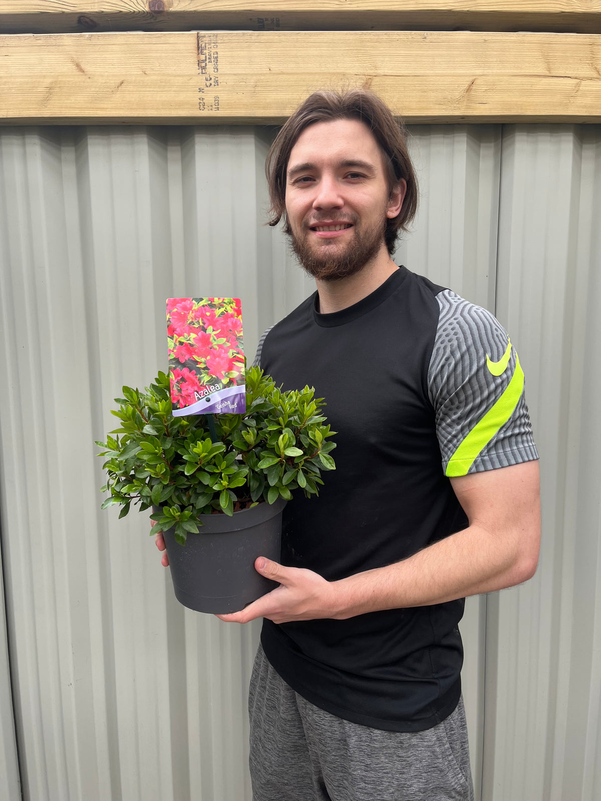 Azalea &#39;Geisha Red&#39; 1/2L