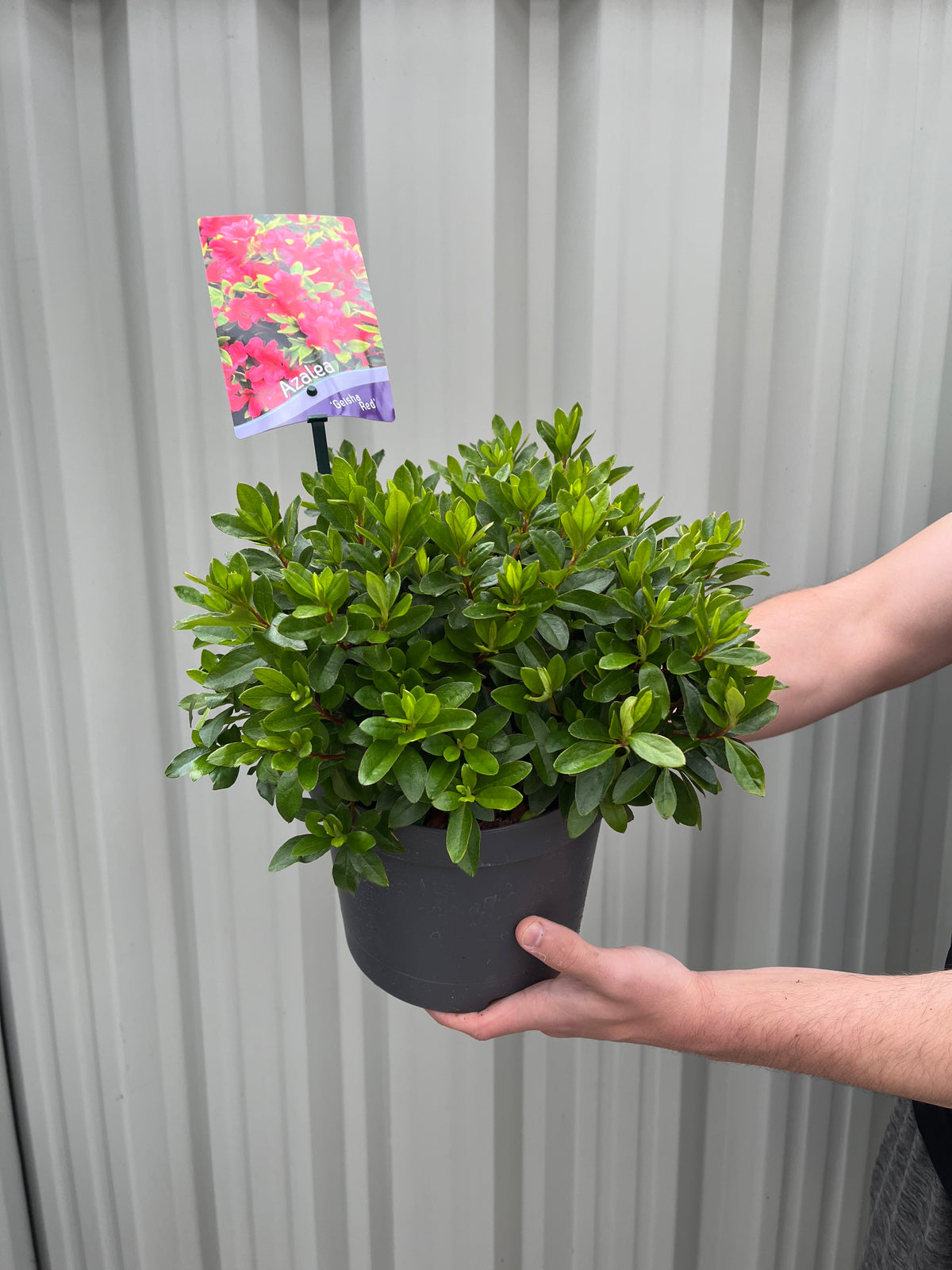 Azalea &#39;Geisha Red&#39; 1/2L