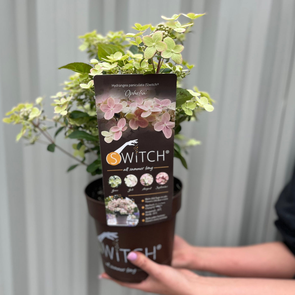 A person holds a potted Hydrangea paniculata Switch &#39;Polestar&#39; &#39;Ophelia&#39; 9cm / 3L, showing green and pink flowers; the plant tag offers care tips and vibrant images.