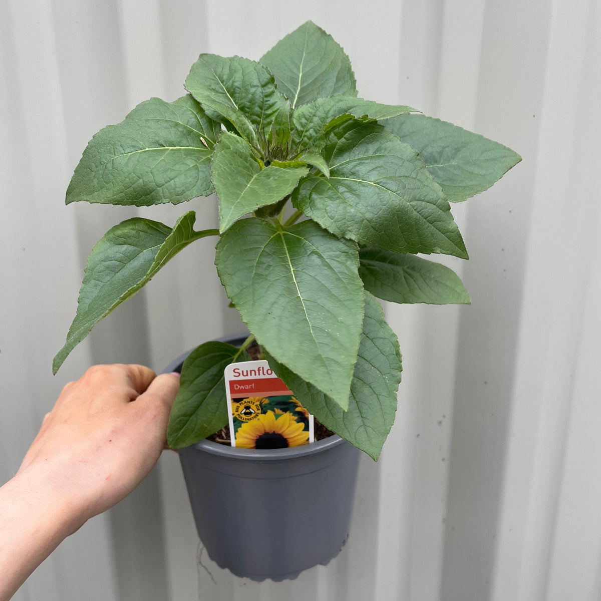 A hand holds a 13cm pot with a healthy green Dwarf Sunflower, known for vibrant summer color. The soil label displays a yellow sunflower and &quot;Sunflower.&quot; The background is a light corrugated wall.