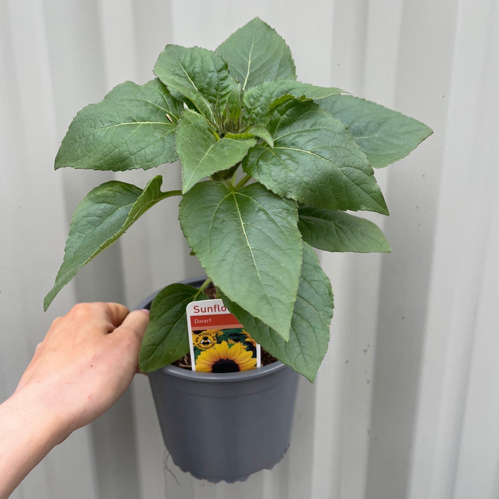 A hand holds a 13cm pot with a healthy green Dwarf Sunflower, known for vibrant summer color. The soil label displays a yellow sunflower and "Sunflower." The background is a light corrugated wall.