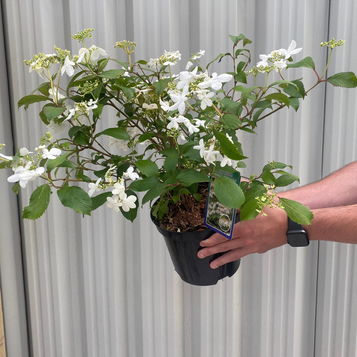 A person wearing a black watch holds a Viburnum pilcatum &#39;Watanabe&#39; - Japanese Snow Bush 3L, featuring green leaves and clusters of small white flowers, in front of a corrugated metal background.