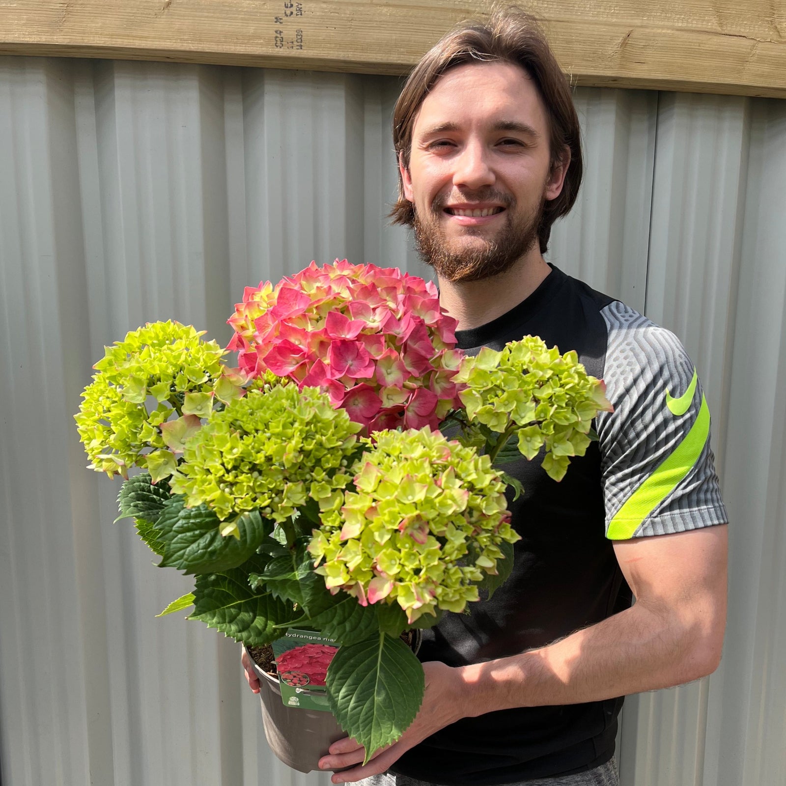 A smiling man with brown hair and a beard holds a potted Hydrangea macrophylla ‘Red Ball’ (available in 4 sizes) with green and pink blossoms, standing outside before a corrugated metal wall.