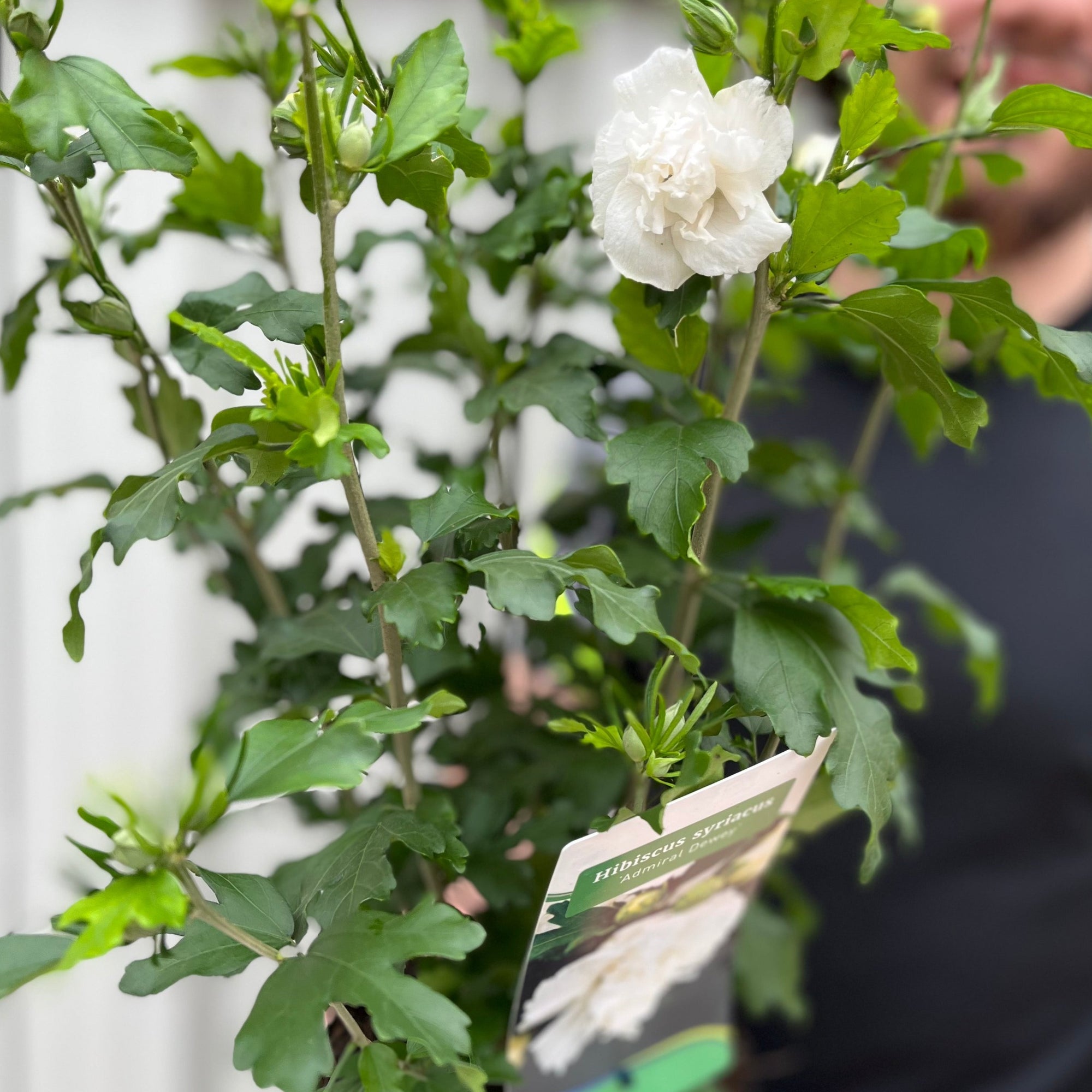 Hibiscus Syriacus 'Admiral Dewey' - White