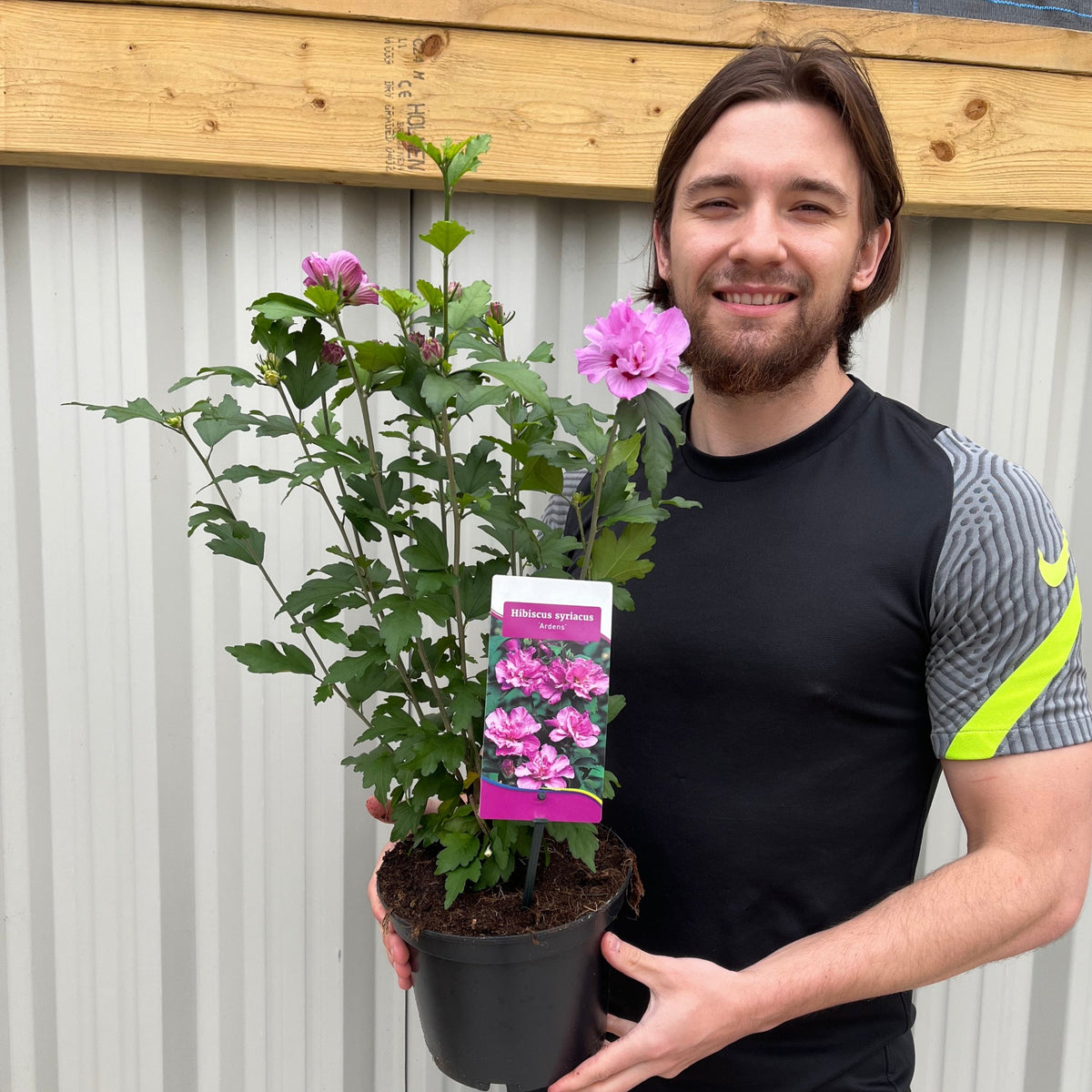 A smiling man in a black and gray shirt holds a potted Hibiscus Syriacus &#39;Ardens&#39; - Pink, standing in front of a gray corrugated metal wall with a wooden beam above.