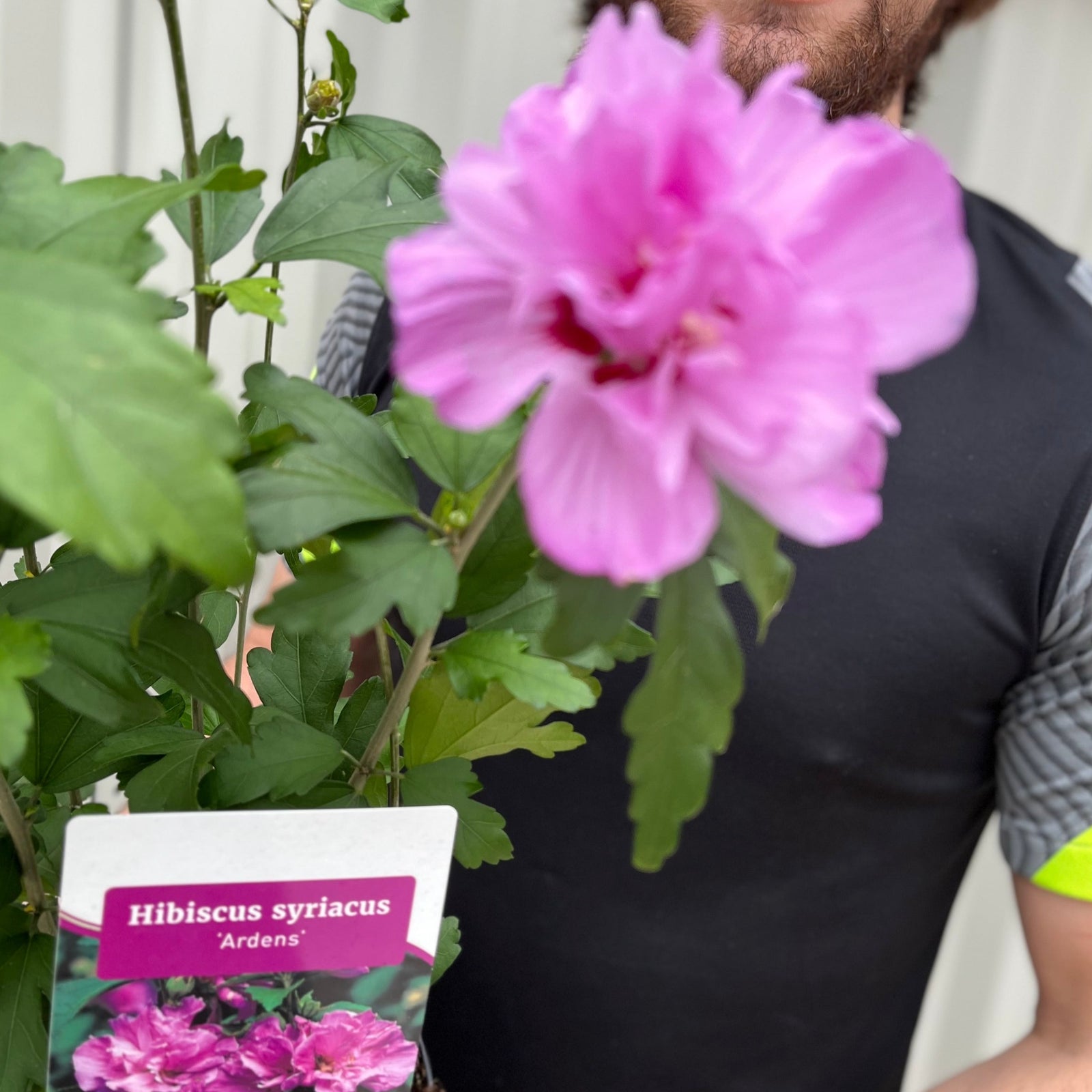 A smiling man in a black and gray shirt holds a potted Hibiscus Syriacus 'Ardens' - Pink, standing in front of a gray corrugated metal wall with a wooden beam above.