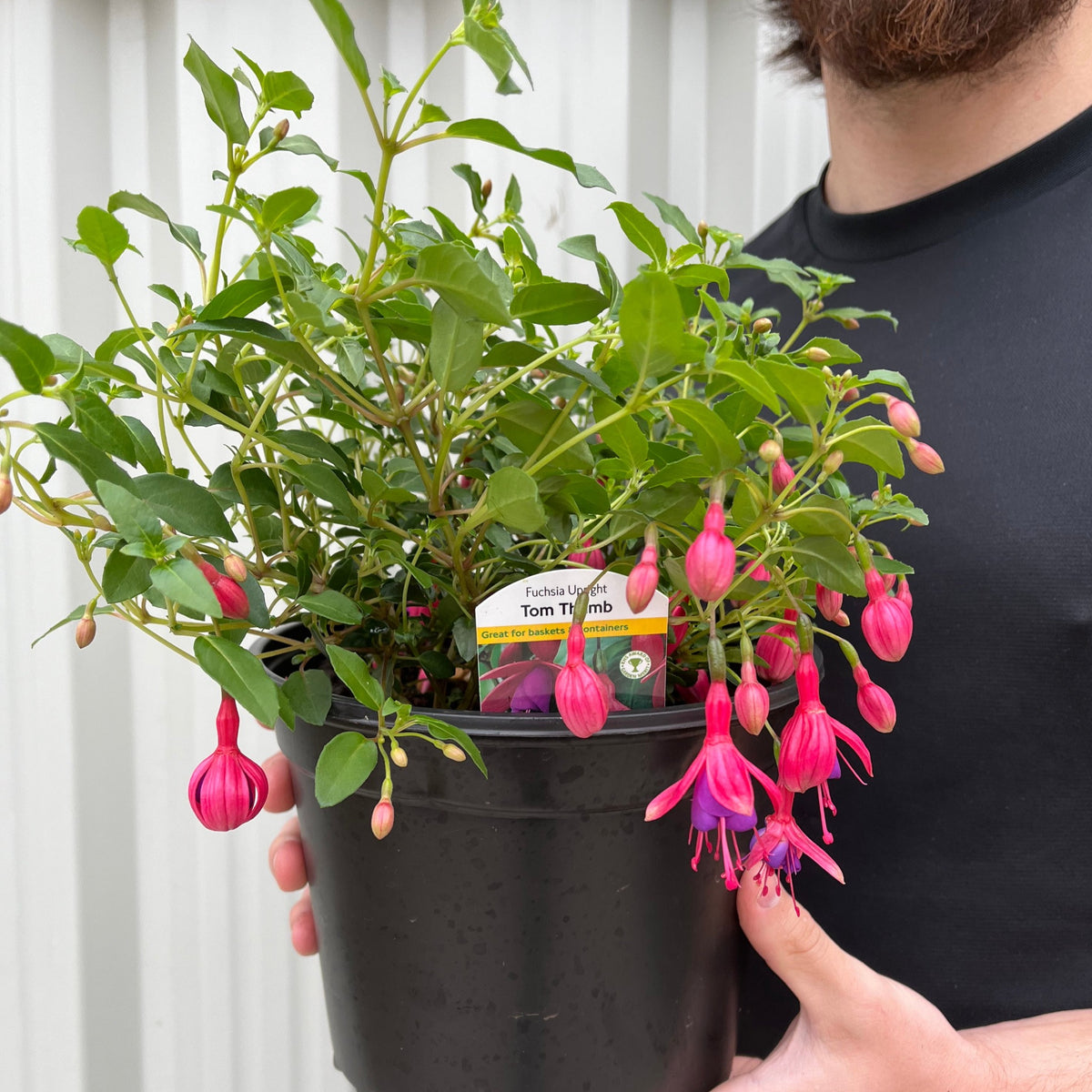 Hardy Fuchsia &#39;Tom Thumb&#39; 9cm / 2L